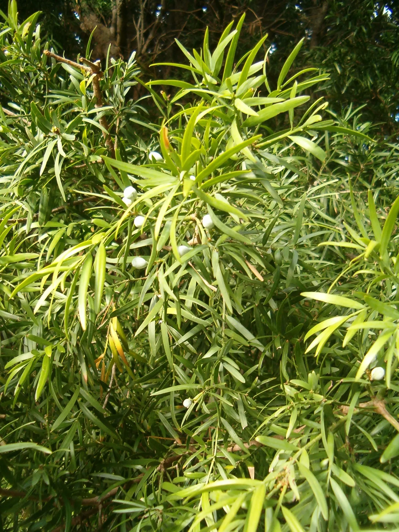 Outeniqua Yellowwood (Afrocarpus Falcatus) — making it a splendid choice for both aesthetic and environmental contributions