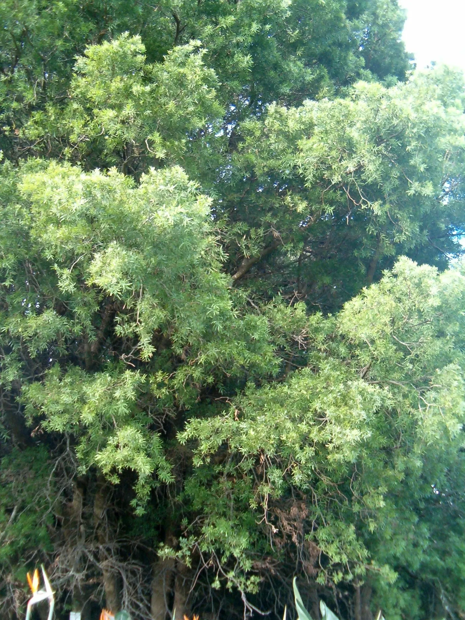 Outeniqua Yellowwood (Afrocarpus Falcatus) — A slow-growing conifer, it reaches up to 100 feet with a trunk diameter of 3 feet