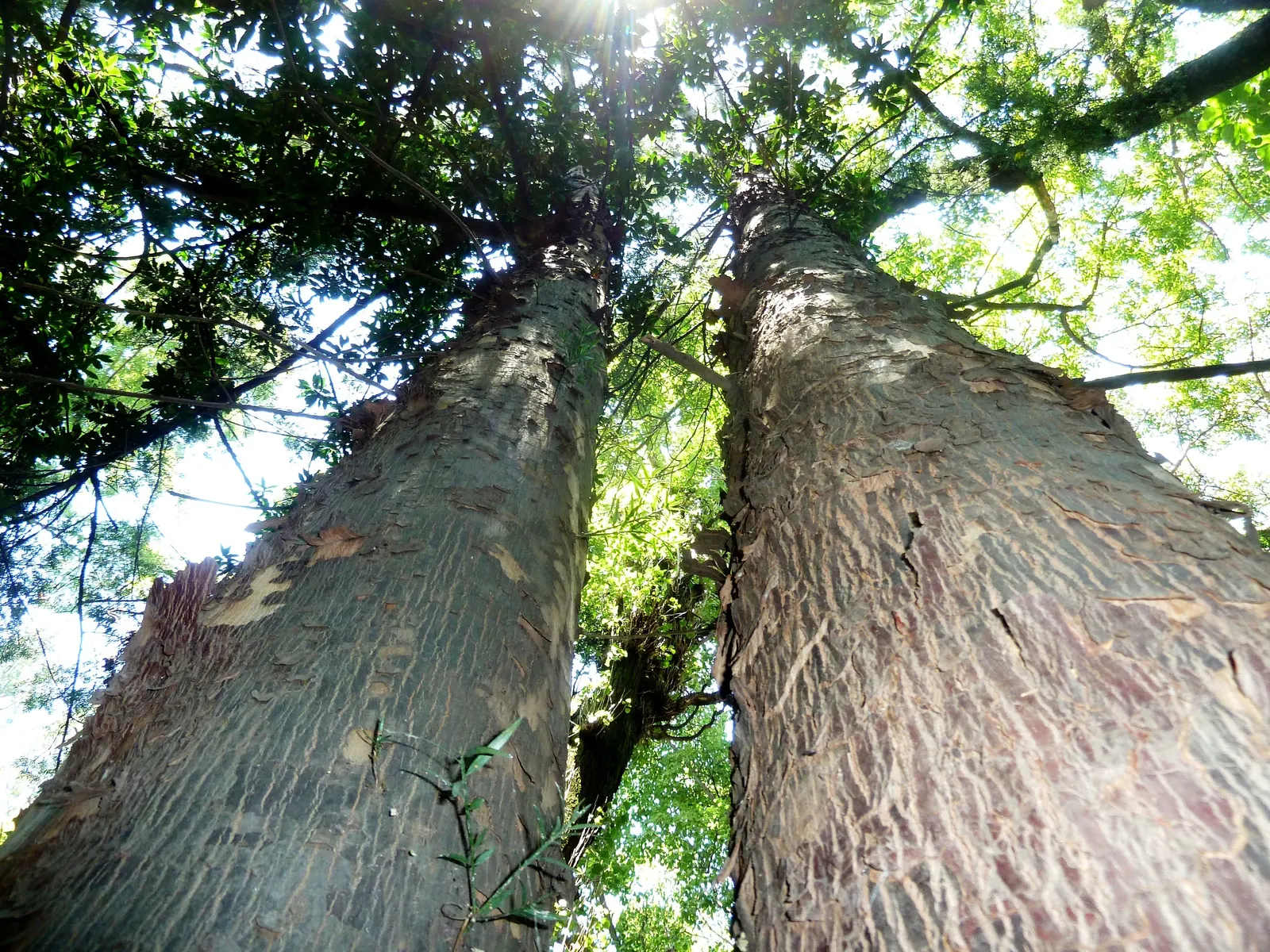 Outeniqua Yellowwood (Afrocarpus Falcatus) — often reaching up to 90 feet