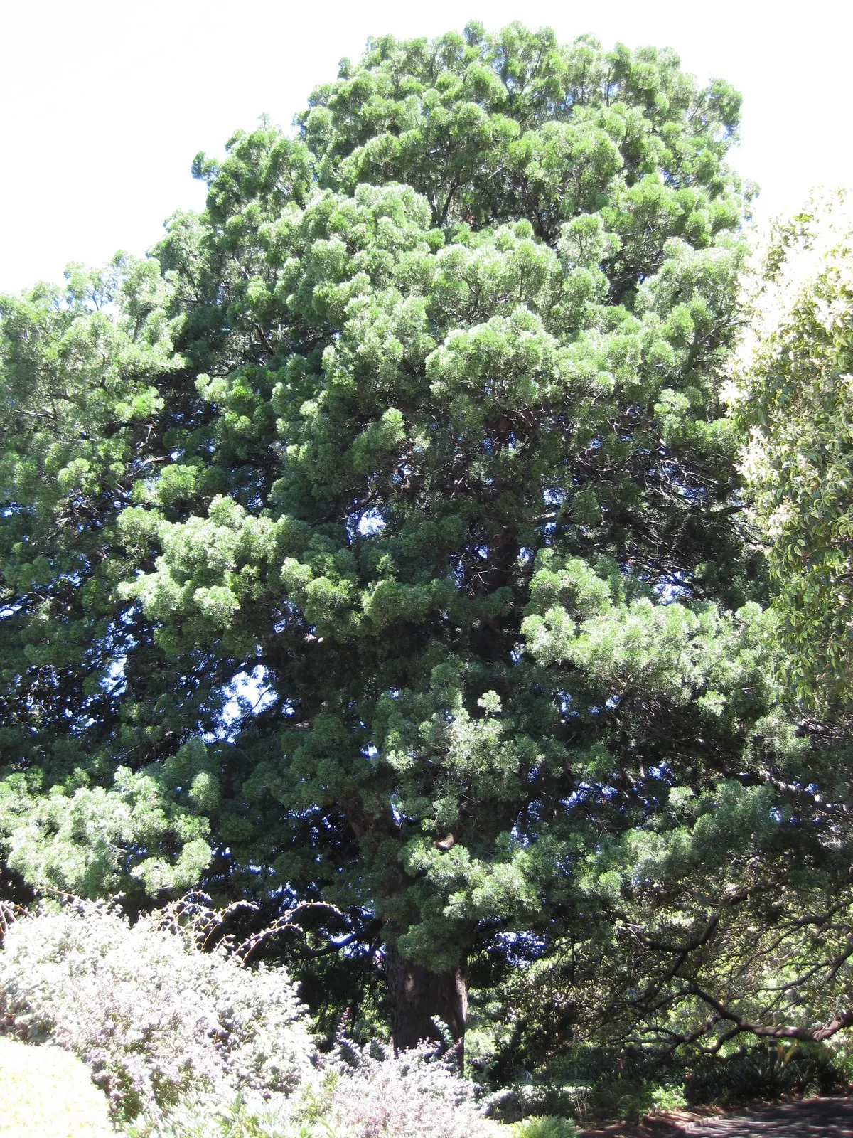 Outeniqua Yellowwood (Afrocarpus Falcatus) — It thrives in USDA hardiness zones 9 to 11, preferring well-drained soil and full sun to partial shade