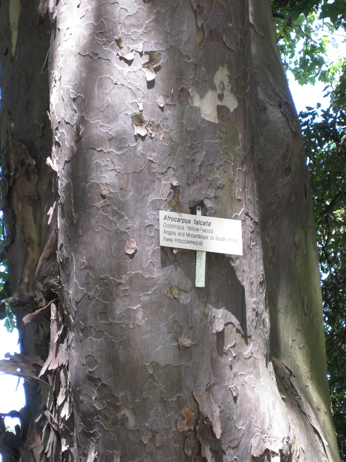 Outeniqua Yellowwood (Afrocarpus Falcatus) — Its fleshy, plum-like fruits are enjoyed by birds and small mammals, enhancing the biodiversity of the garden