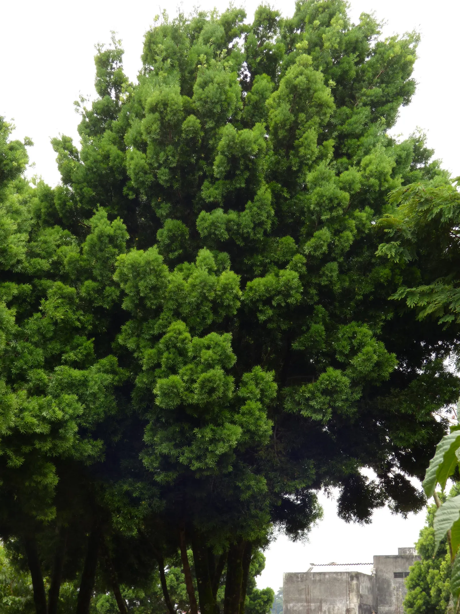 Outeniqua Yellowwood (Afrocarpus Falcatus) — creating a commanding presence in any landscape