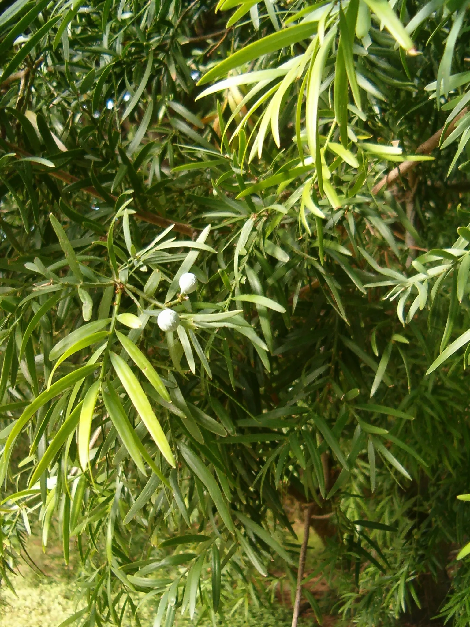 Outeniqua Yellowwood (Afrocarpus Falcatus) — prefers well-drained soils