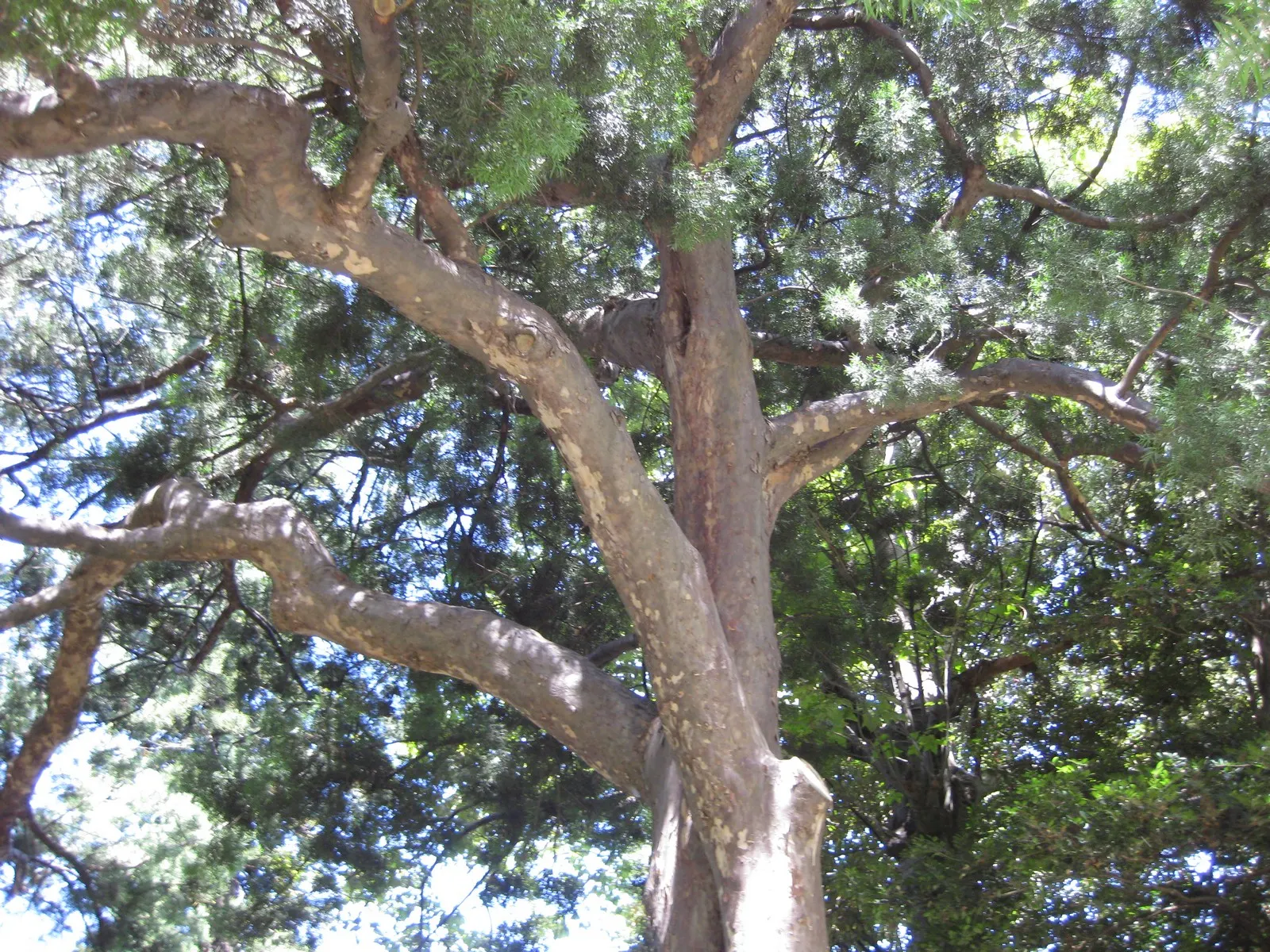 Outeniqua Yellowwood (Afrocarpus Falcatus) — Though tolerant of short drought periods