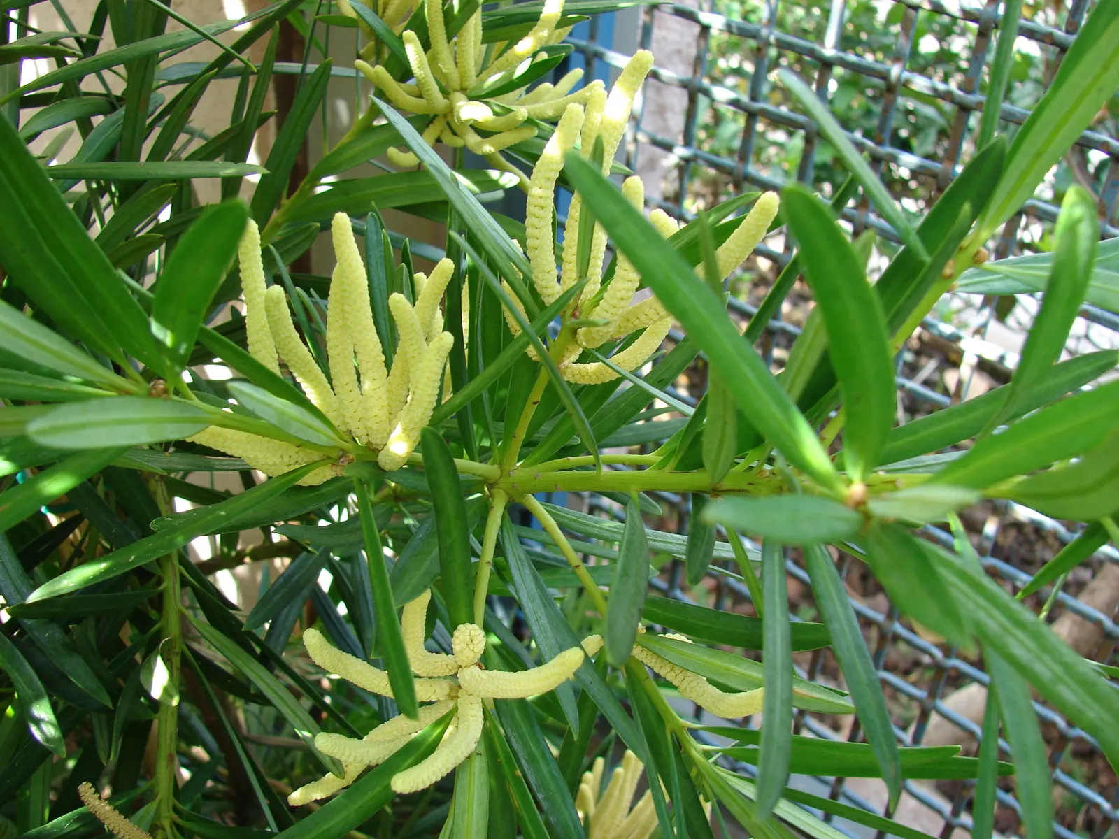 Outeniqua Yellowwood (Afrocarpus Falcatus) — it provides height and grandeur; conifer / tree for full or half