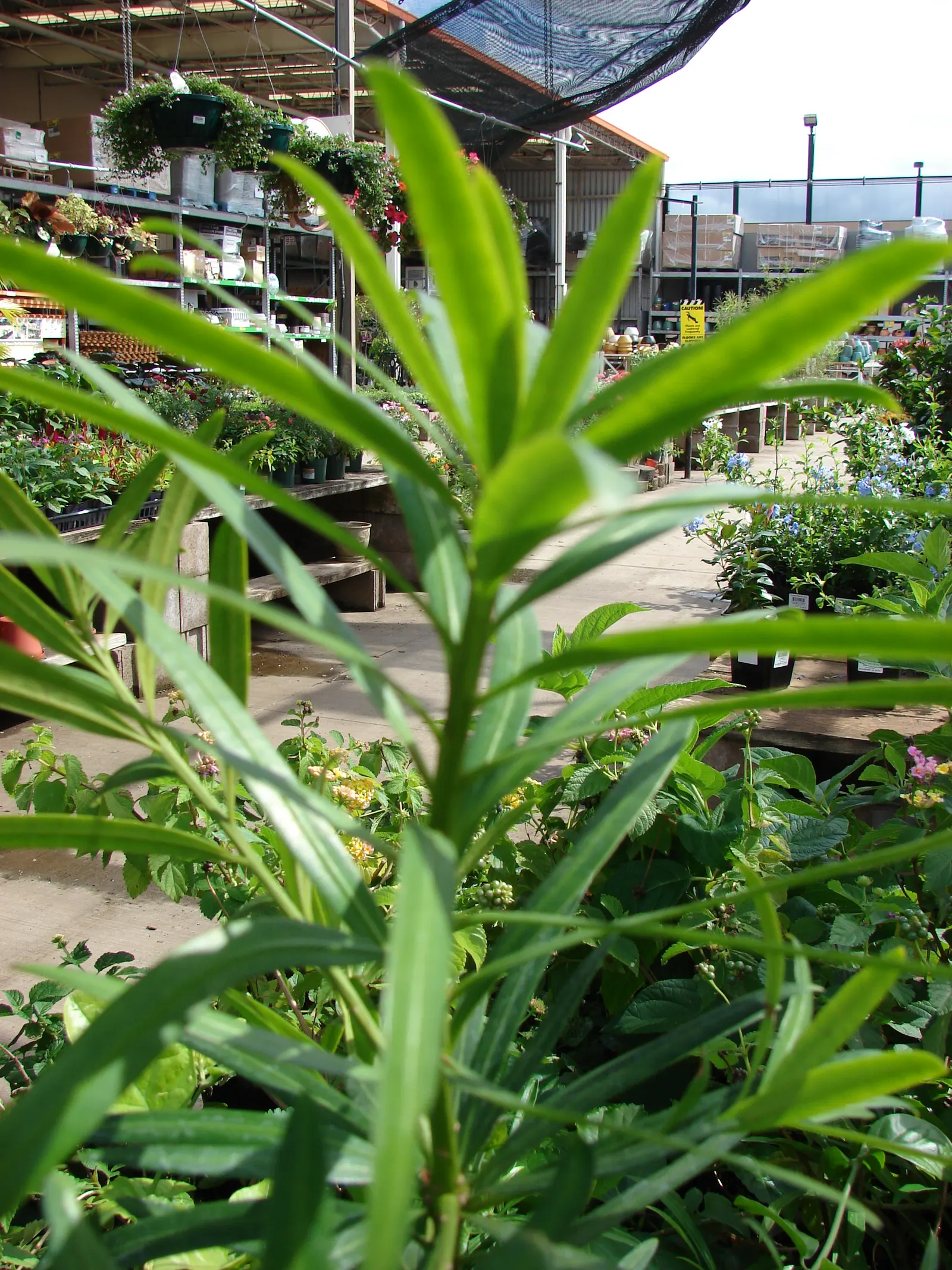 Outeniqua Yellowwood (Afrocarpus Falcatus) — and thrives in USDA zones 9-11