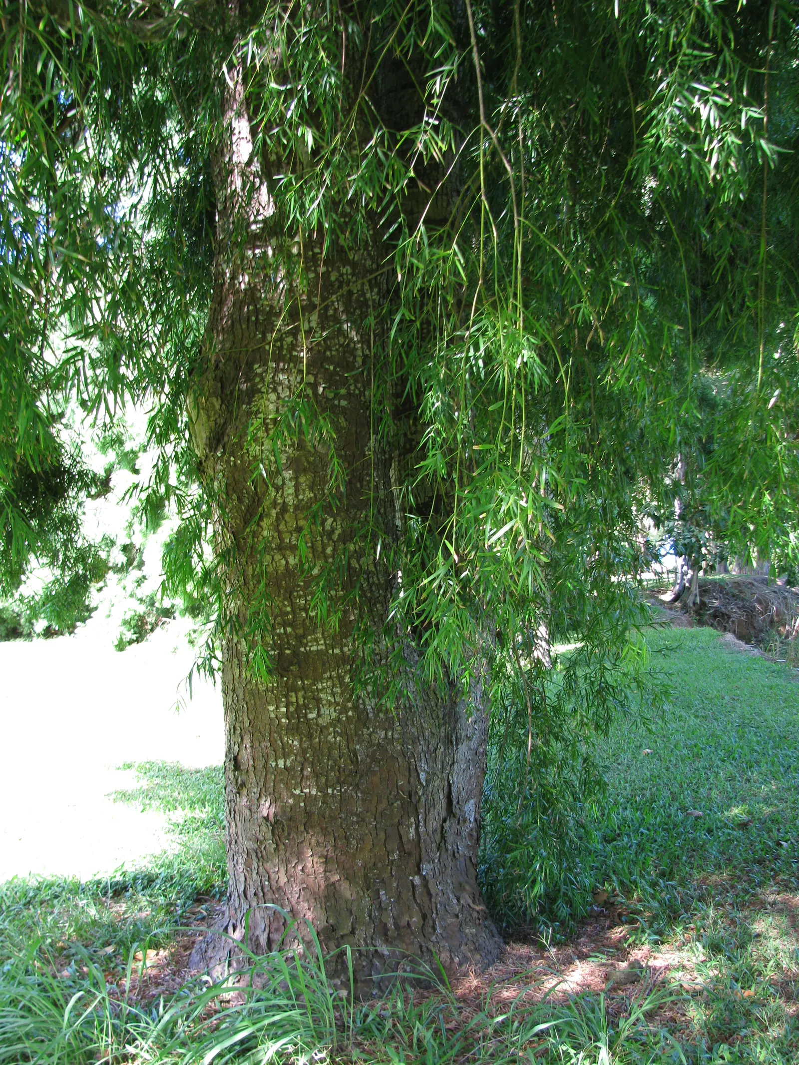 Outeniqua Yellowwood (Afrocarpus Falcatus) — one should consider its potential size and the ecological value it adds