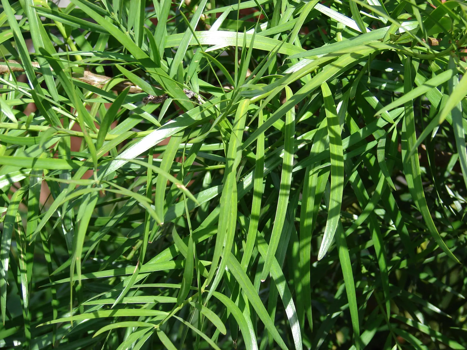 Outeniqua Yellowwood (Afrocarpus Falcatus) — Perfect for stately gardens and large landscapes