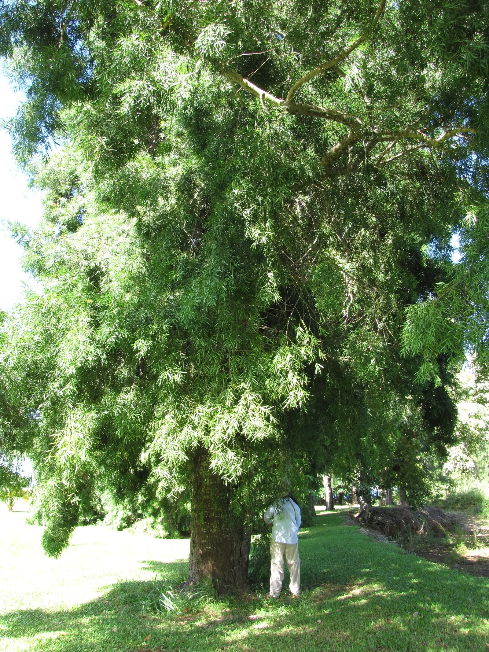 Outeniqua Yellowwood (Afrocarpus Falcatus) — conifer / tree for full or half