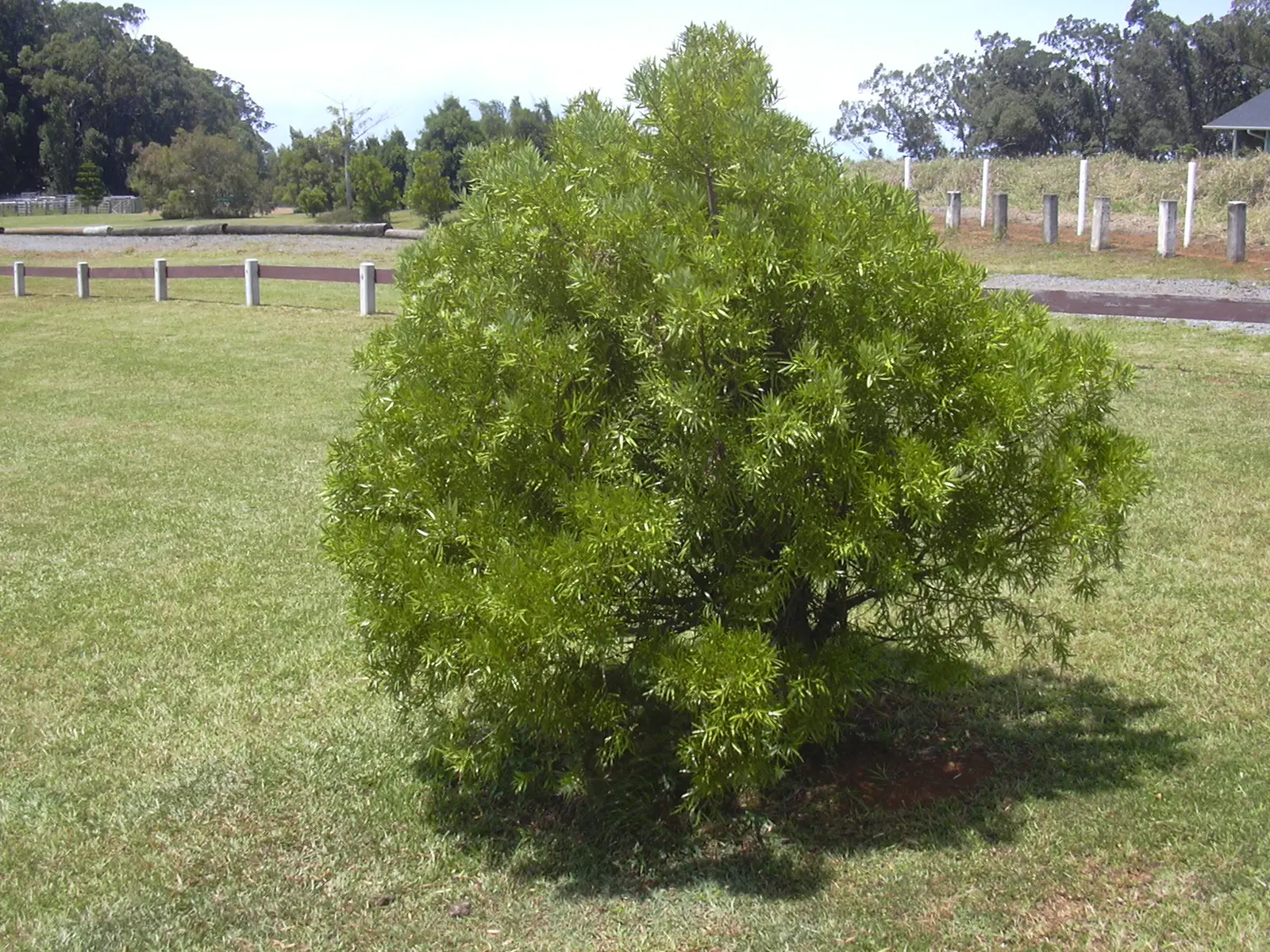 Outeniqua Yellowwood (Afrocarpus Falcatus) — Its elegant, arching branches sport lustrous, dark green needles, and it bears fleshy, purple fruits