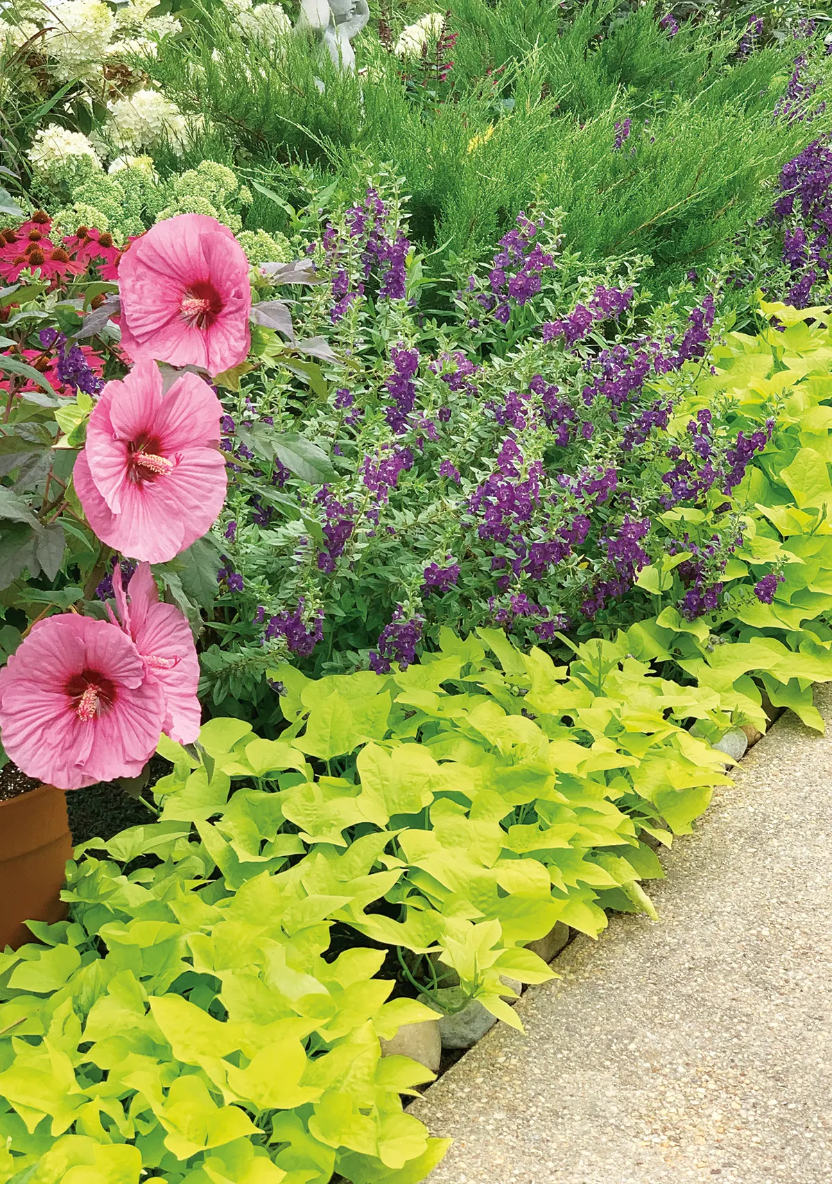Sweet Caroline Light Green Sweet Potato Vine (Ipomoea batatas) — information and resources; cooler temperatures and low humidity cause this sweet, image 68