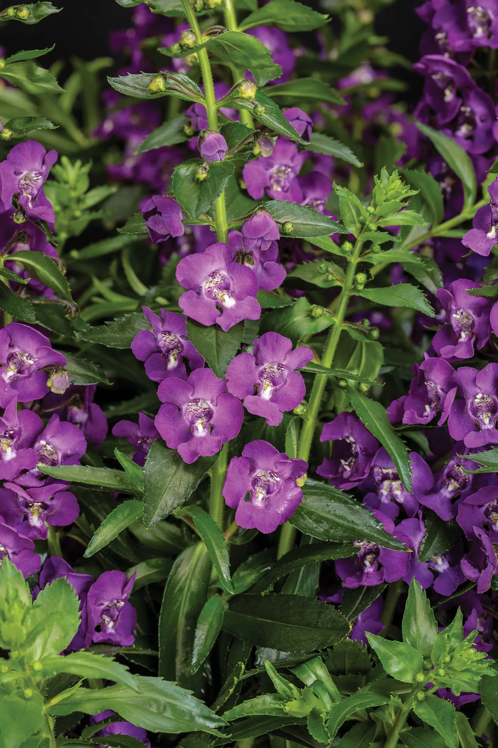 Super Blue II Summer Snapdragon (Angelonia angustifolia) — It makes an excellent thriller in large containers; commonly referred to as Super Blue II Summer