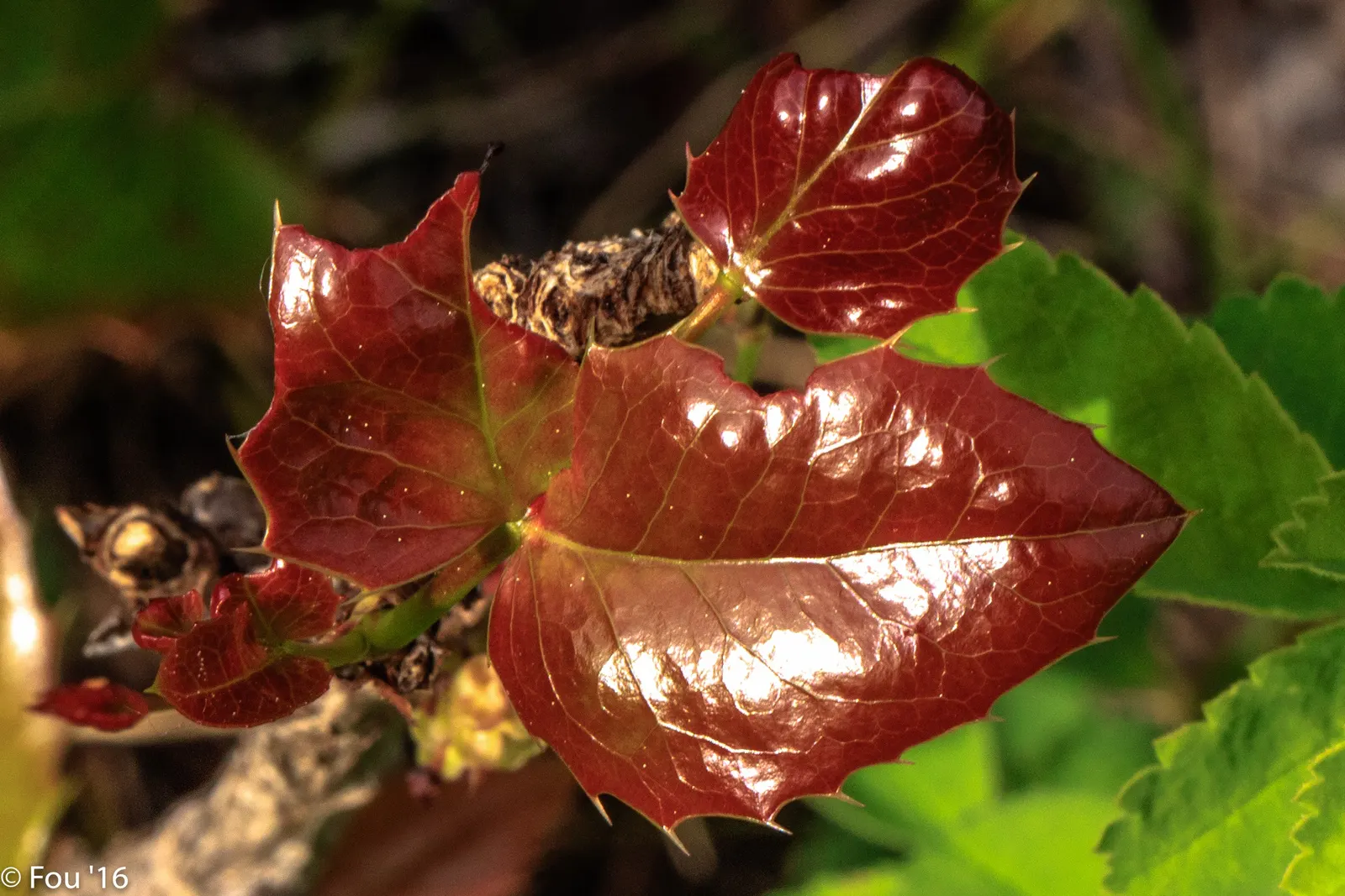 Oregon Grape (Berberis Nervosa) — shingle-like patterns along the stem