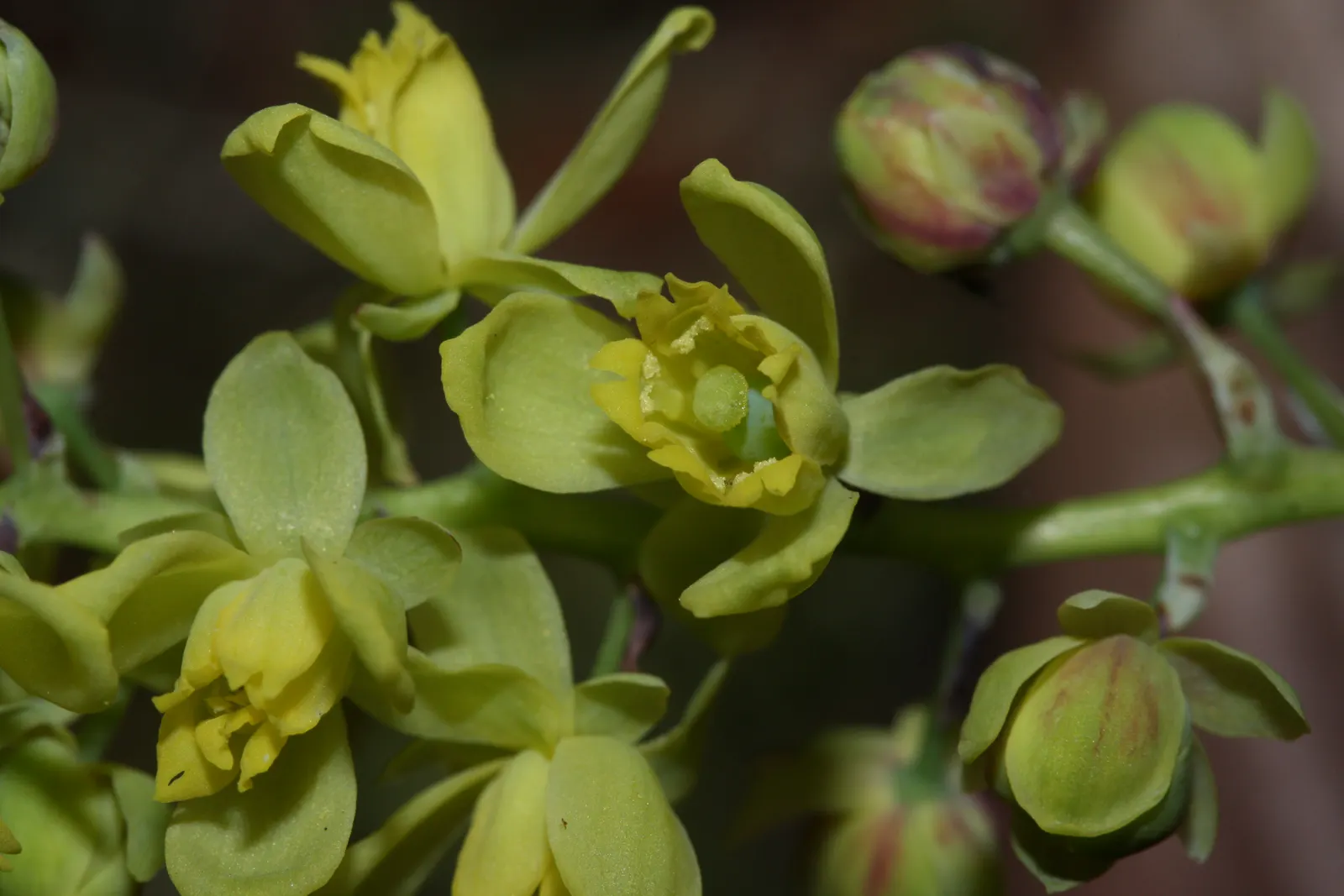 Oregon Grape (Berberis Nervosa) — yellow flowers in the garden