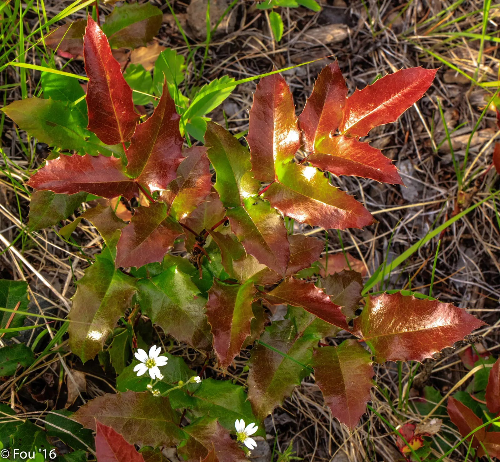 Oregon Grape (Berberis Nervosa) — this shrub produces racemes of small yellow flowers