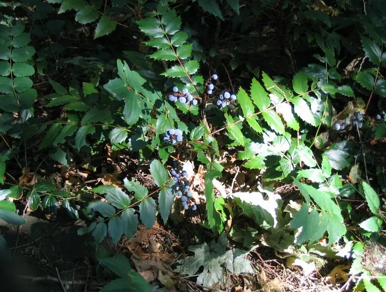 Oregon Grape (Berberis Nervosa) — These leaves can reach up to 2 inches long, grouped in clusters of 2 to 5 leaflets