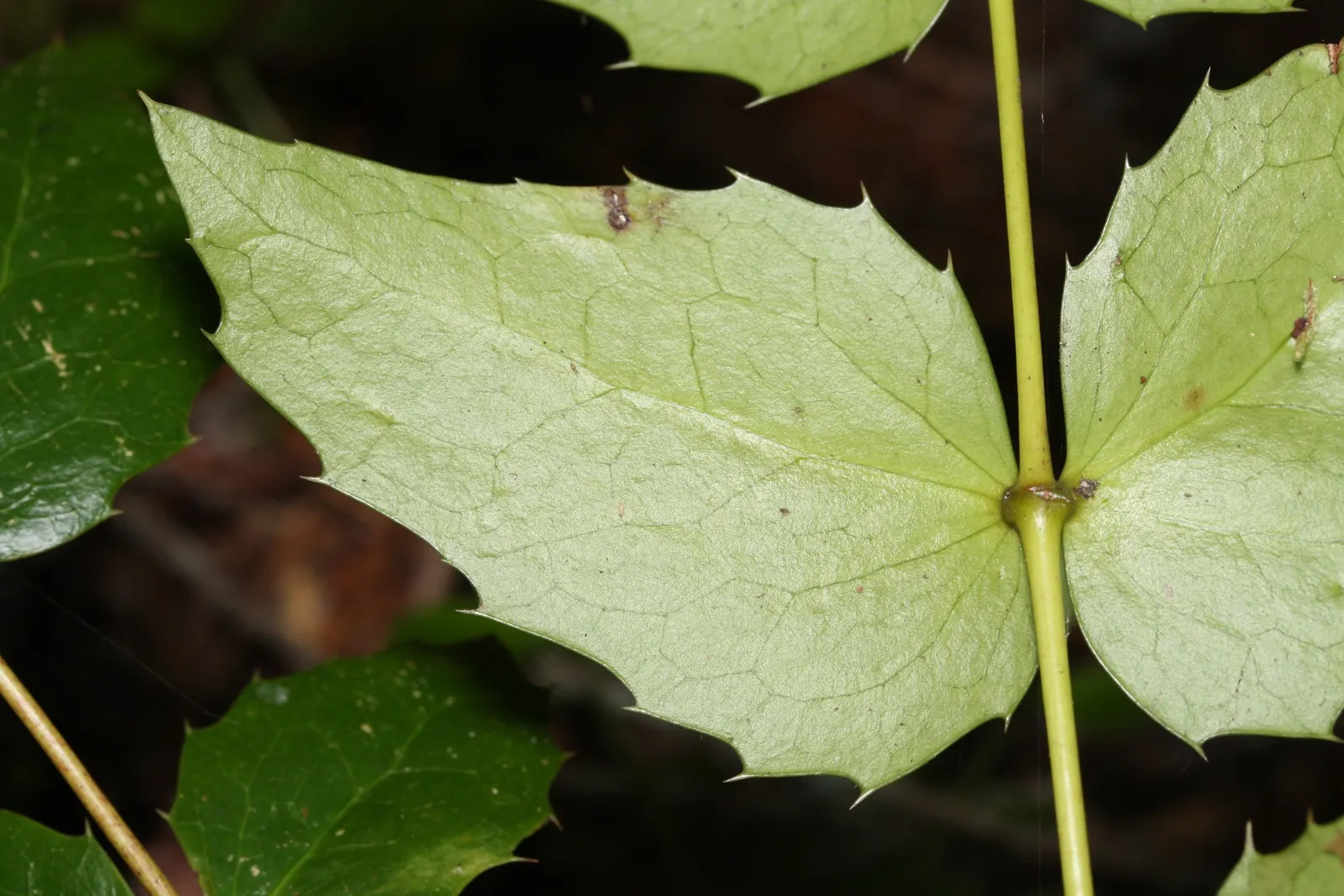 Oregon Grape (Berberis Nervosa) — This shrub is relatively deer-resistant, making it a practical selection for areas with high deer populations