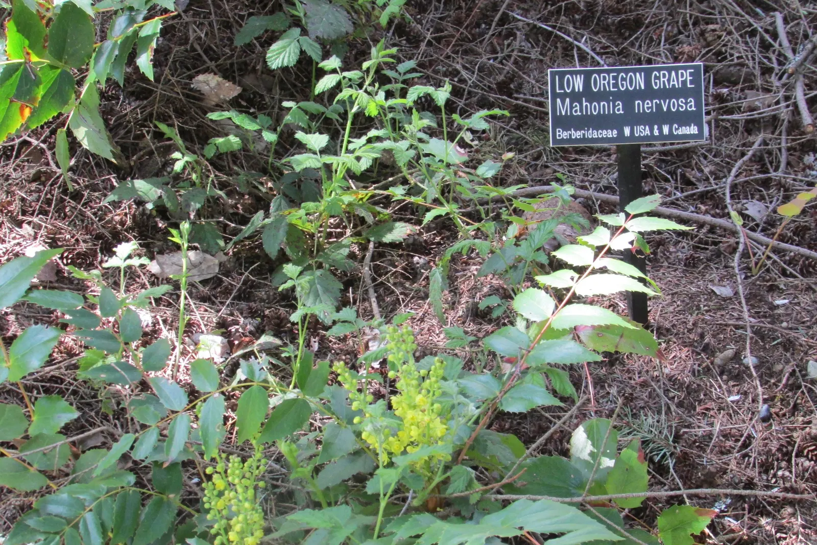 Oregon Grape (Berberis Nervosa) — Longleaf Barberry (Berberis nervosa) is an evergreen shrub, noted for its holly-like, leathery leaves
