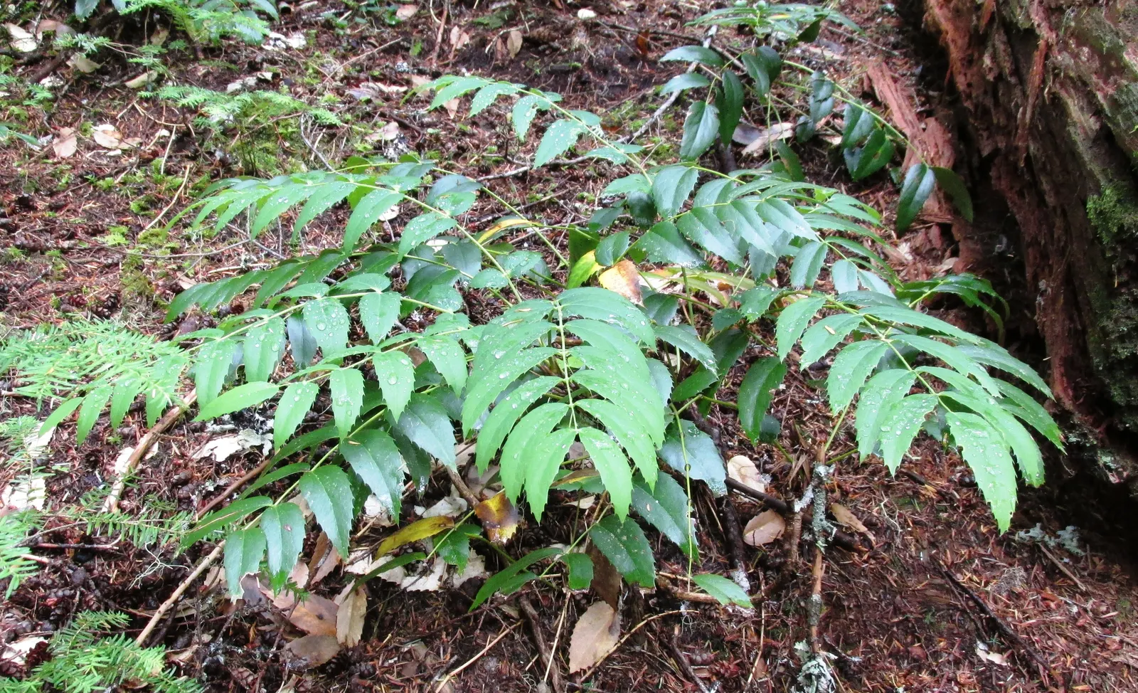 Oregon Grape (Berberis Nervosa) — Preferring partial shade and well-drained acidic soil
