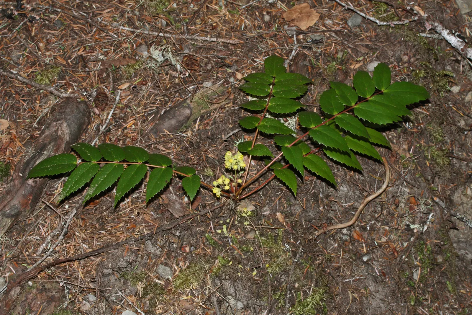 Oregon Grape (Berberis Nervosa) — offering year-round interest with its foliage and seasonal berries