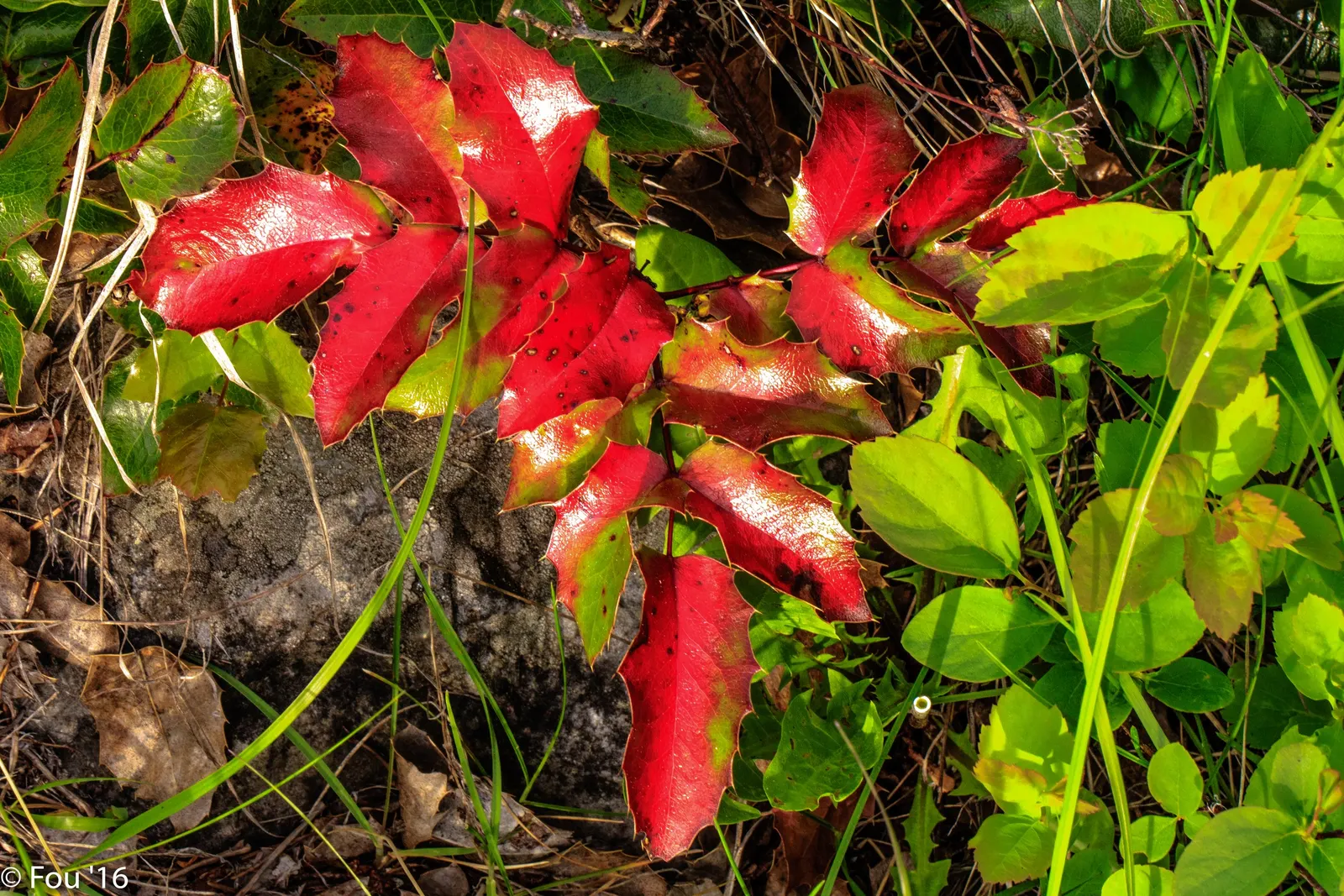 Oregon Grape (Berberis Nervosa) — It's a resilient choice for understory planting