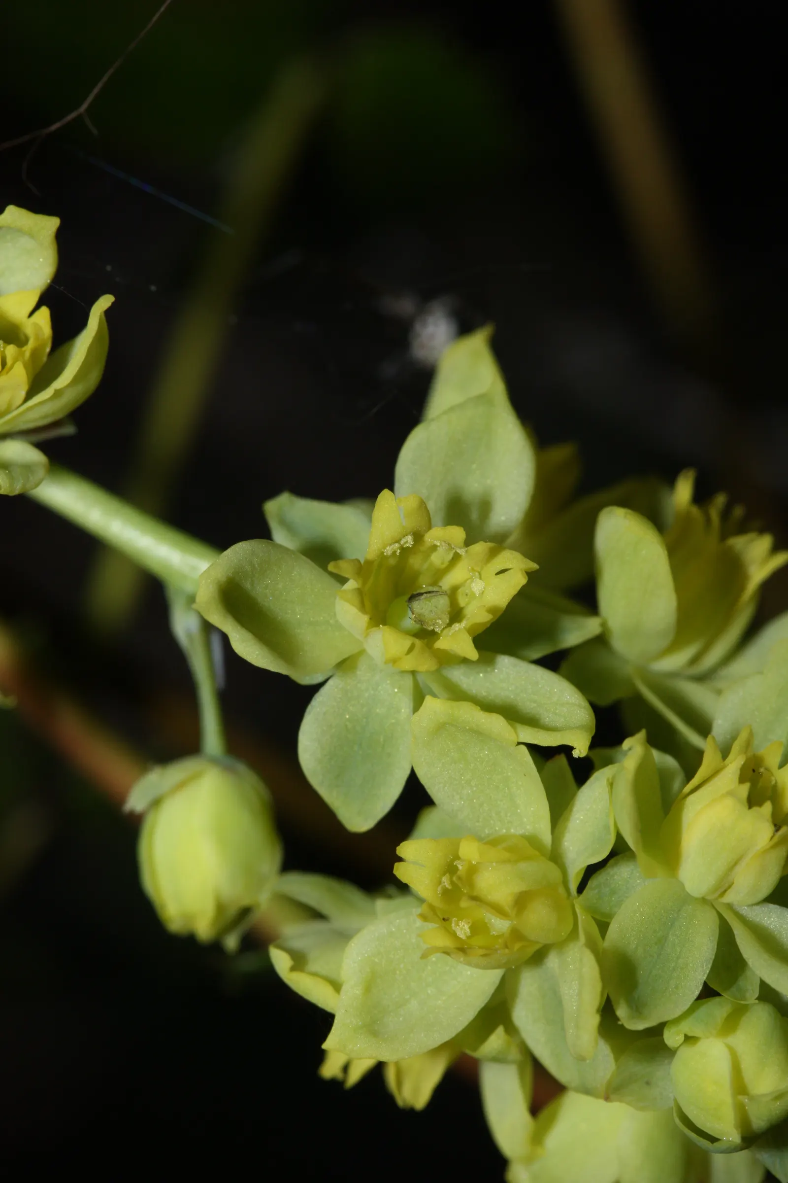 Oregon Grape (Berberis Nervosa) — leathery leaves which are dark green on top and lighter beneath