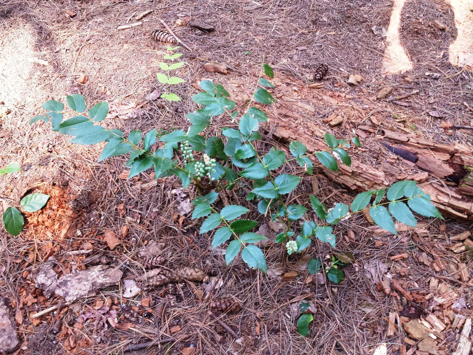 Oregon Grape (Berberis Nervosa) — the plant's yellow spring flowers and blue-black berries are wildlife attractants
