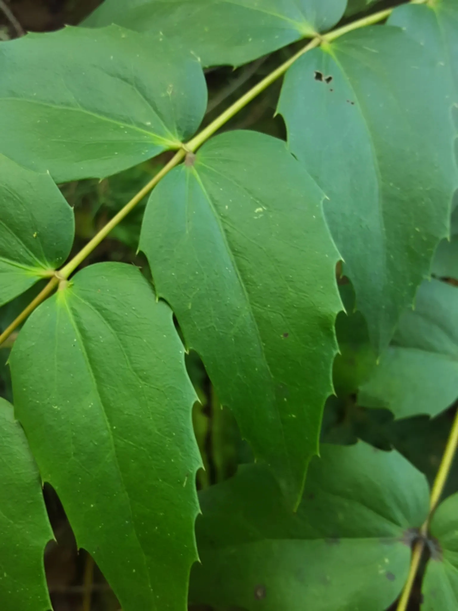 Oregon Grape (Berberis Nervosa) — is an evergreen shrub native to the western region of North America and a distinctive addition to any garden