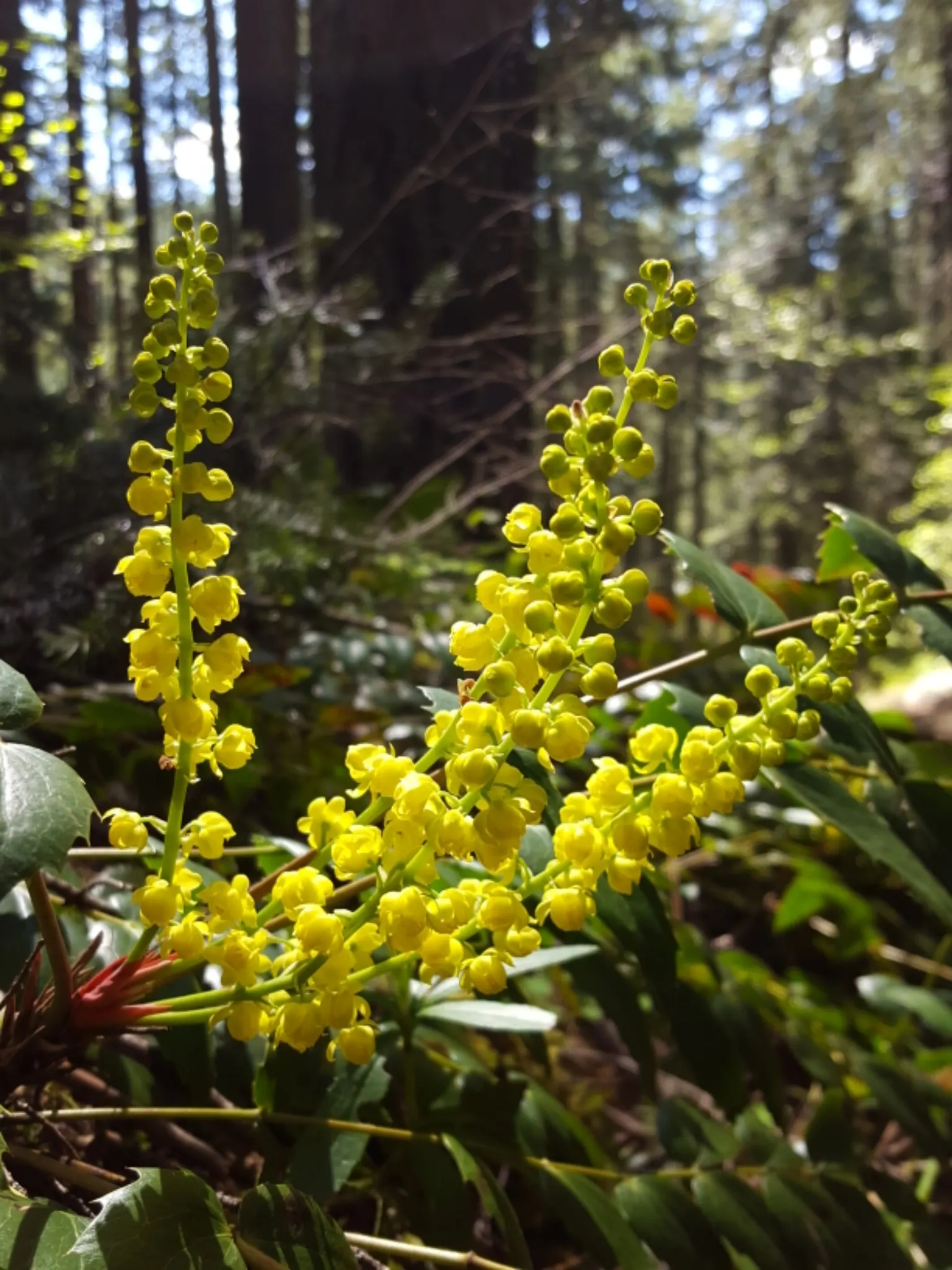 Oregon Grape (Berberis Nervosa) — The plant is ideal for USDA hardiness zones 6 through 8