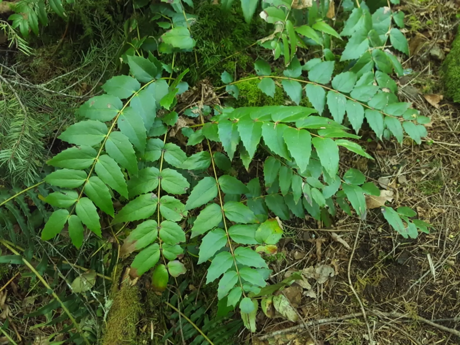 Oregon Grape (Berberis Nervosa) — It typically grows to a height of 1 to 2 feet and spreads to around 2 to 3 feet wide