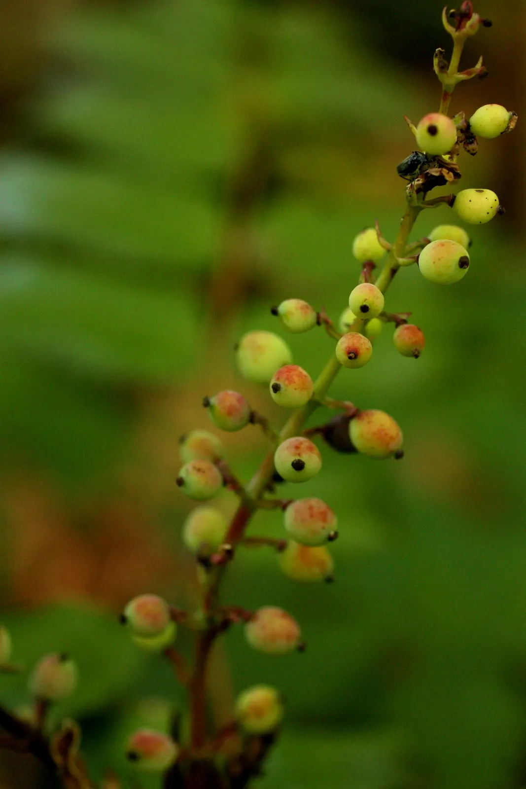 Oregon Grape (Berberis Nervosa) — acidic soils.<br><br>Distinctive features include the long