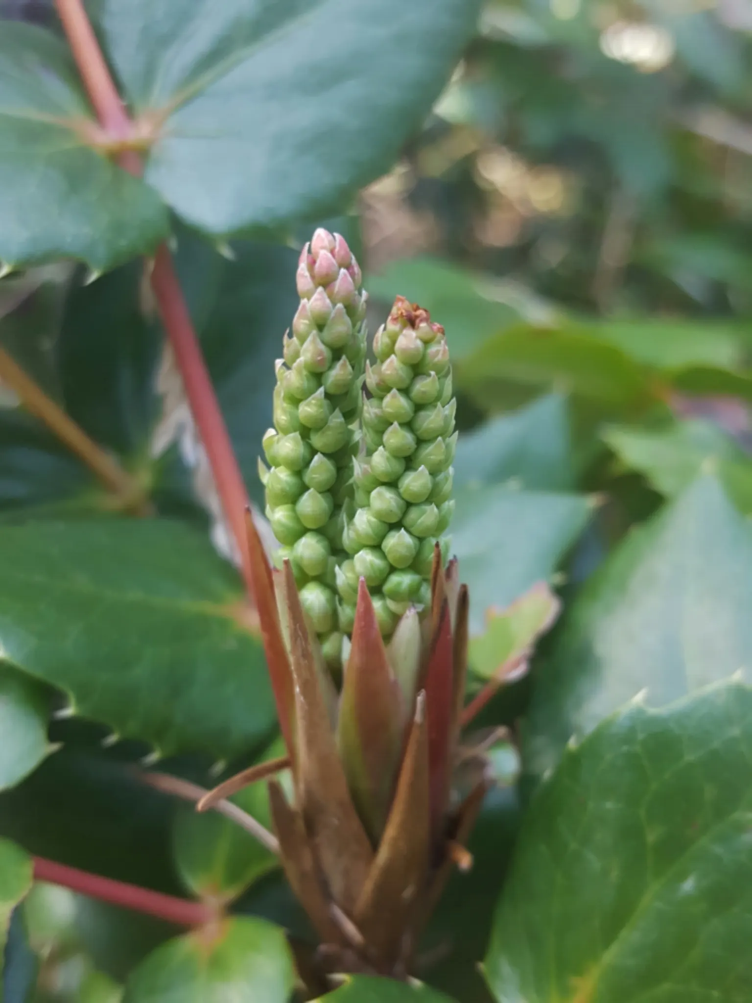 Oregon Grape (Berberis Nervosa) — Its dense, low growth habit makes it ideal for shady ground cover and woodland gardens