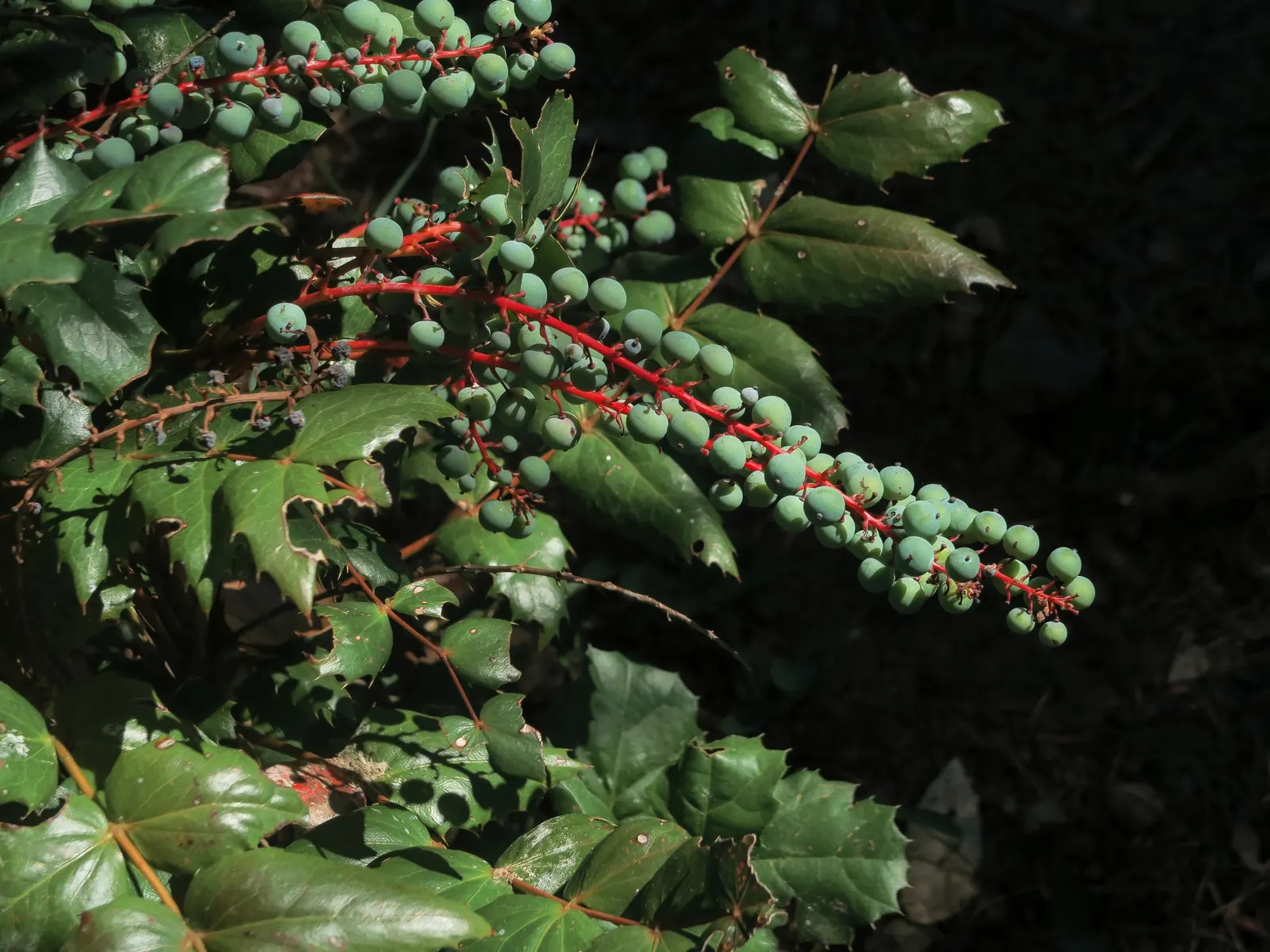 Oregon Grape (Berberis Nervosa) — showcasing remarkable adaptability to shade and part-shade conditions