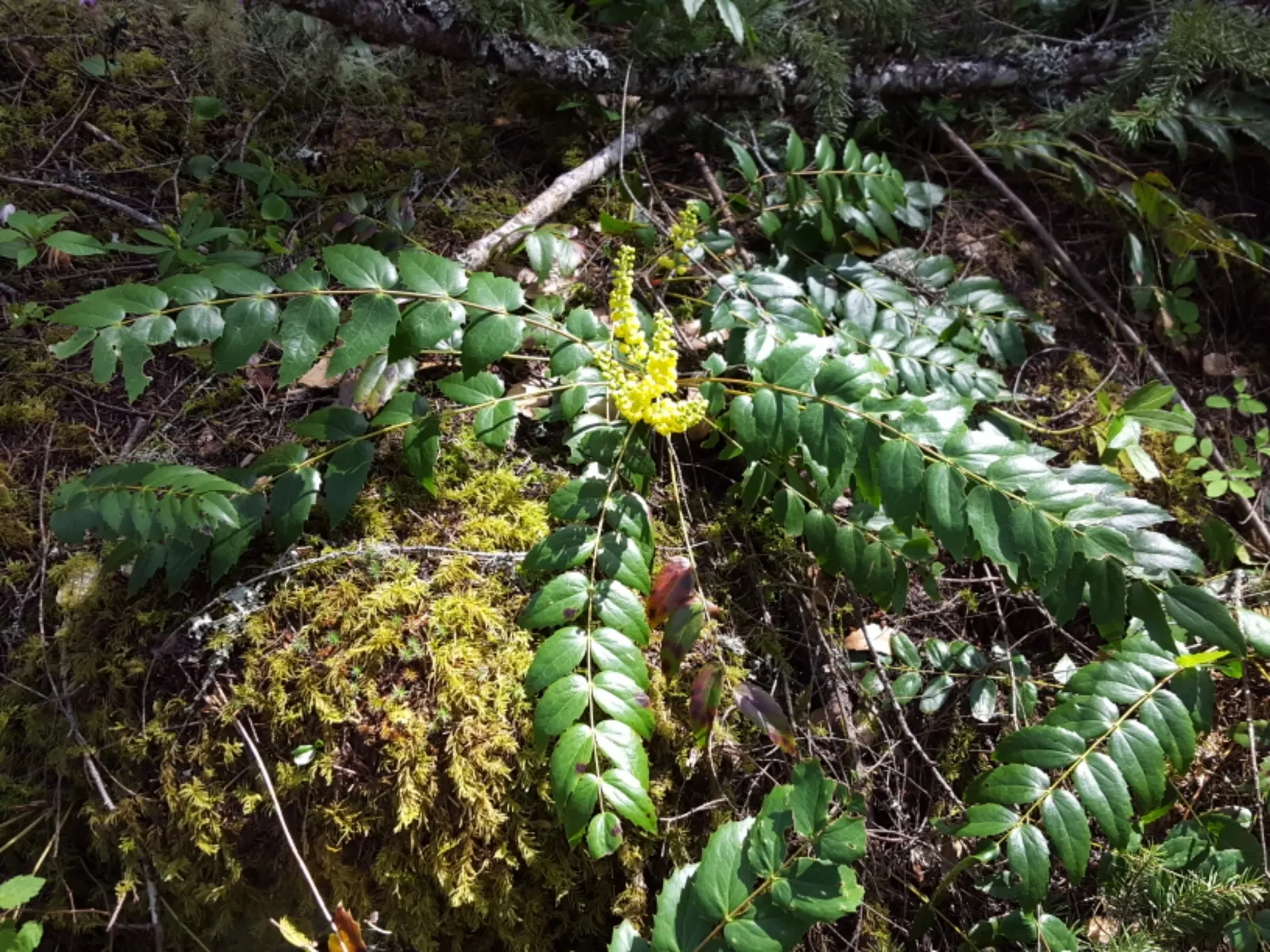 Oregon Grape (Berberis Nervosa) — approximately 1 to 2 inches long