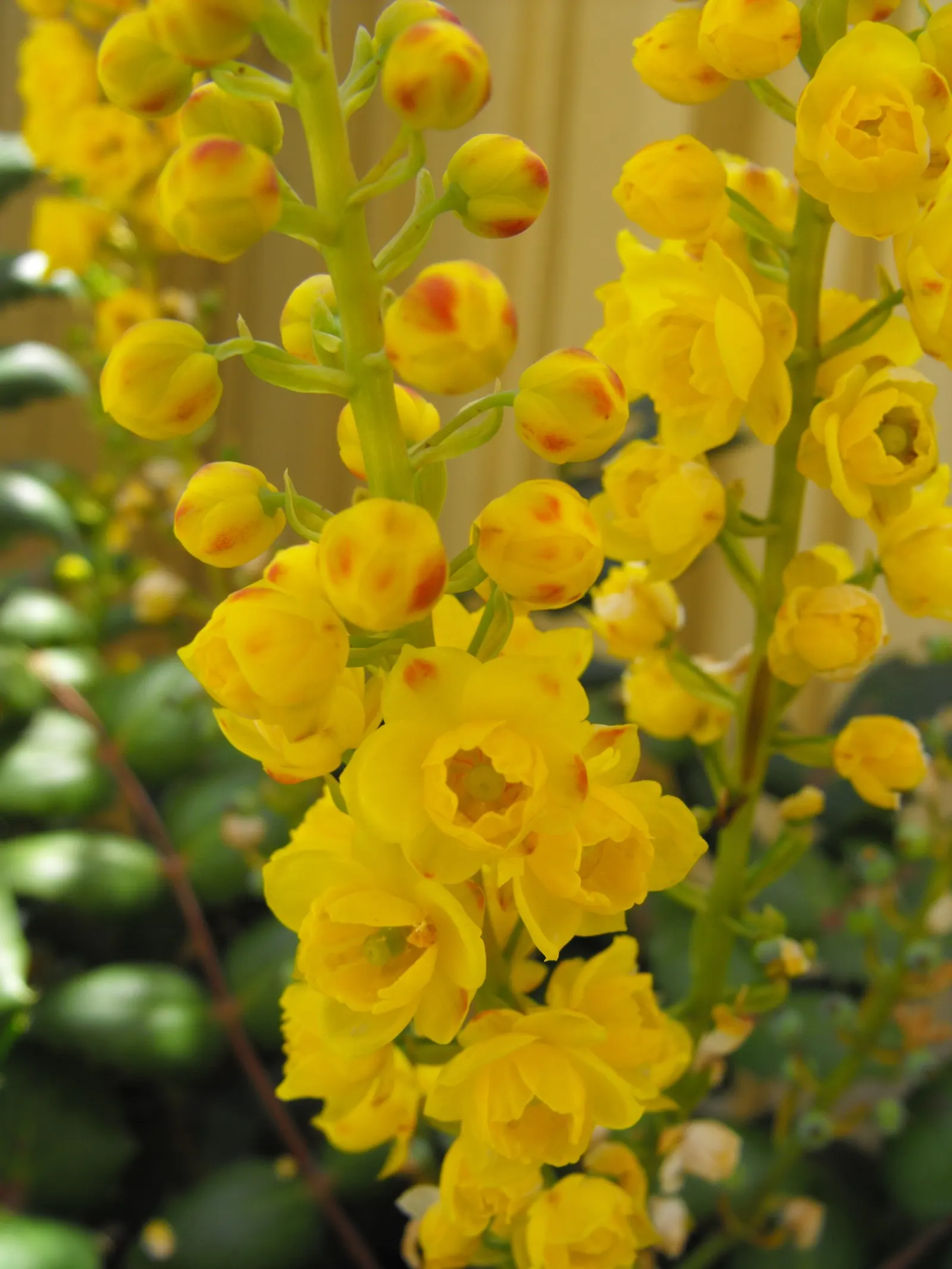 Oregon Grape (Berberis Nervosa) — Pruning should be done to maintain the desired shape and to remove any dead or diseased wood