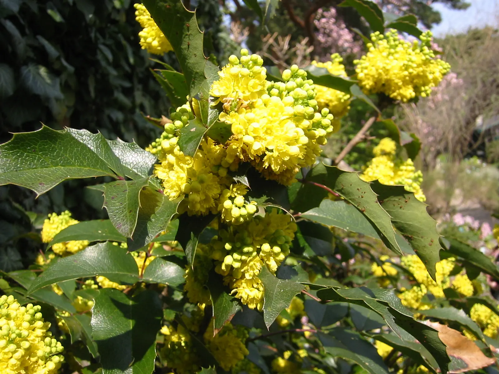 Oregon Grape (Berberis Nervosa) — which are not only visually appealing but also attract a variety of pollinators
