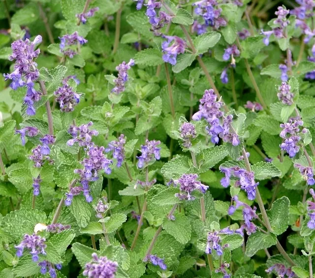 Walker's Low Catmint (Nepeta Racemosa 'Walker's Low') — grey-green foliage with lavender-blue flowers