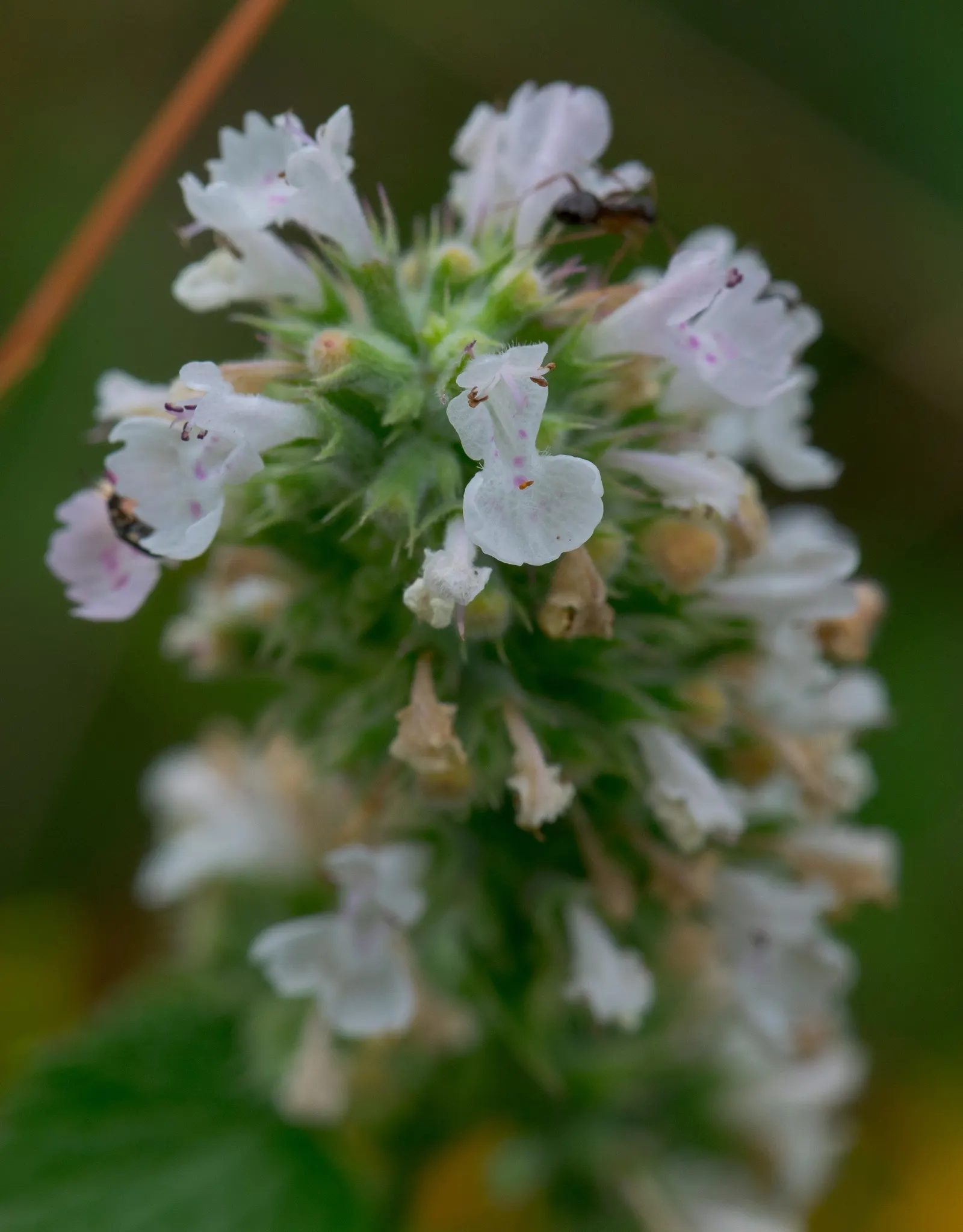 Walker's Low Catmint (Nepeta Racemosa 'Walker's Low') — From late spring through early fall