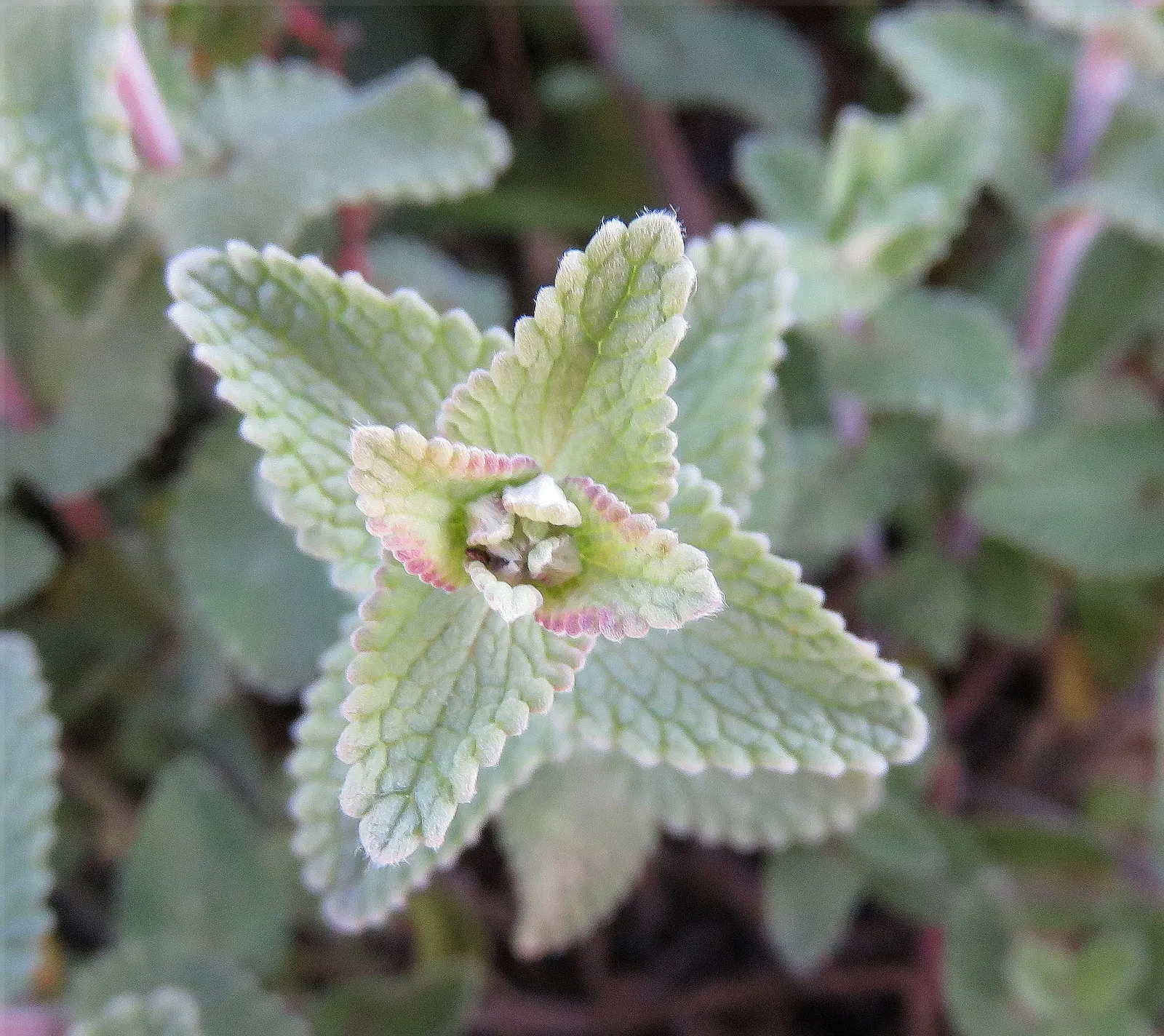 Walker's Low Catmint (Nepeta Racemosa 'Walker's Low') — thus promoting biodiversity within the garden