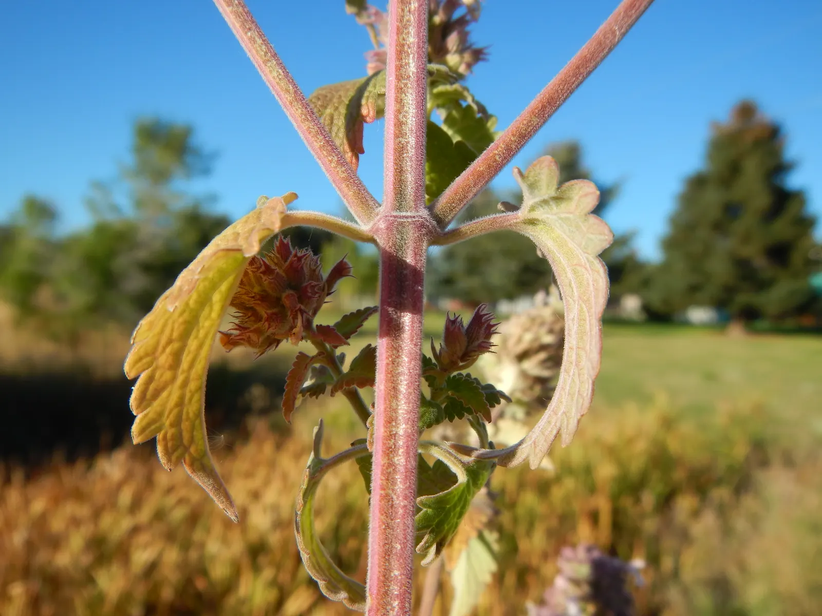 Walker's Low Catmint (Nepeta Racemosa 'Walker's Low') — Deer and rabbit-resistant