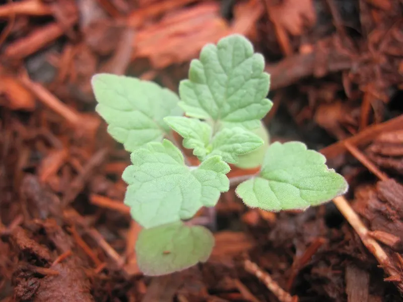 Walker's Low Catmint (Nepeta Racemosa 'Walker's Low') — Despite the name 'Walker's Low'