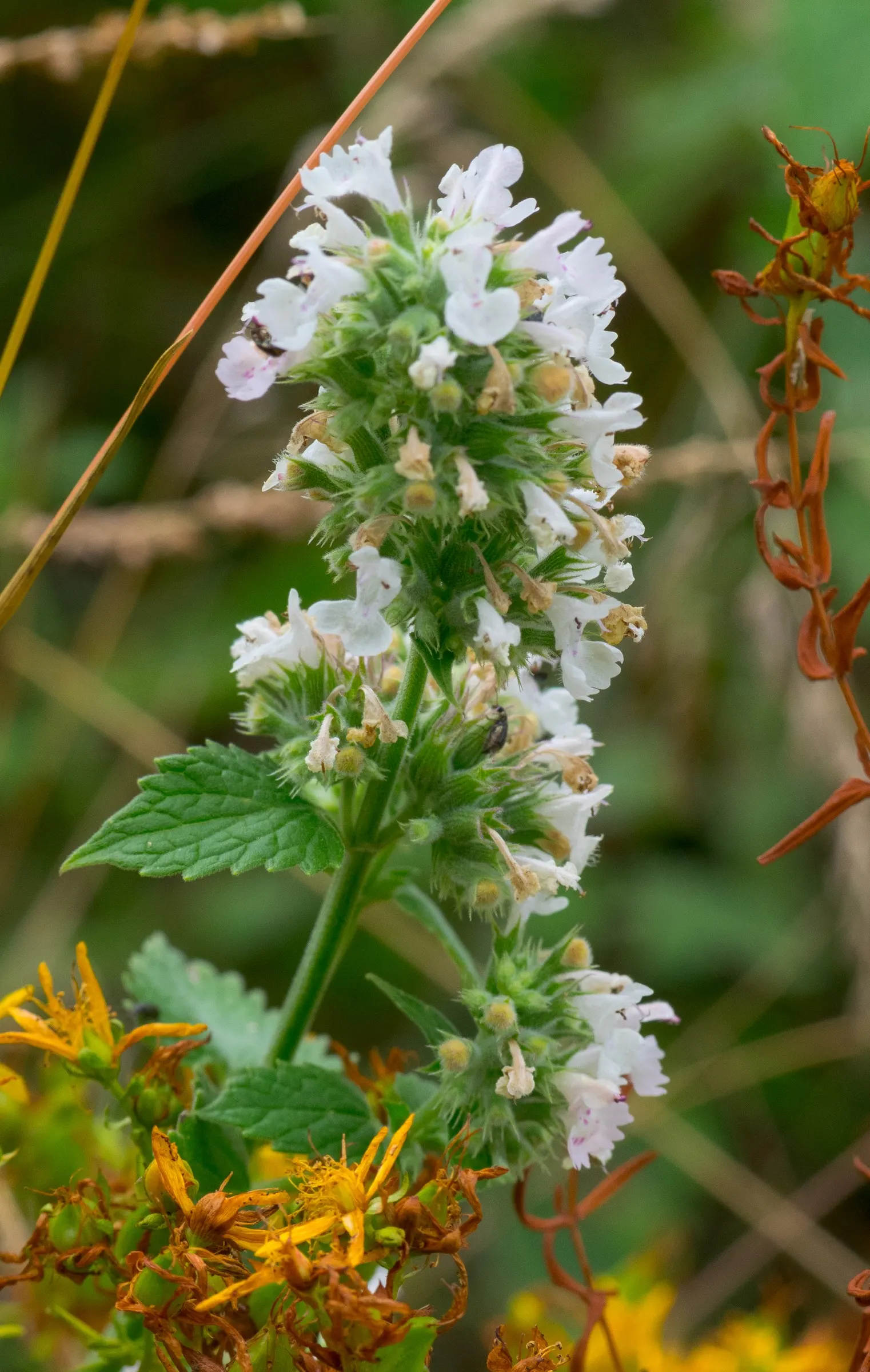 Walker's Low Catmint (Nepeta Racemosa 'Walker's Low') — including bees and butterflies