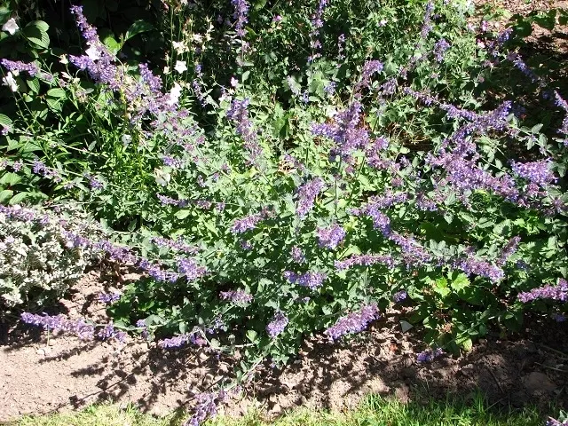 Walker's Low Catmint (Nepeta Racemosa 'Walker's Low') — This hardy plant typically reaches a height of 24 to 30 inches with a spread of 18 to 24 inches