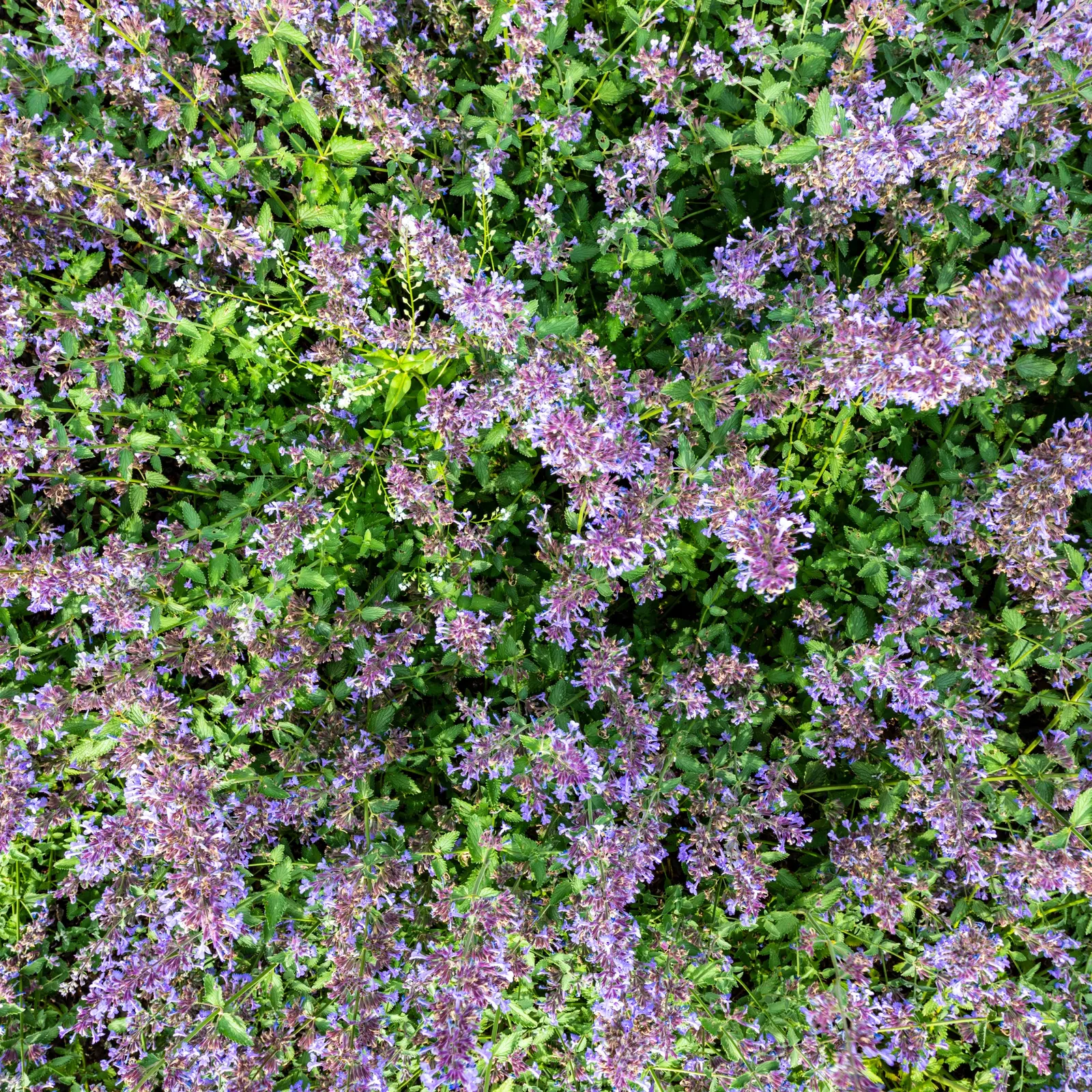 Walker's Low Catmint (Nepeta Racemosa 'Walker's Low') — forming a mounded clump of aromatic