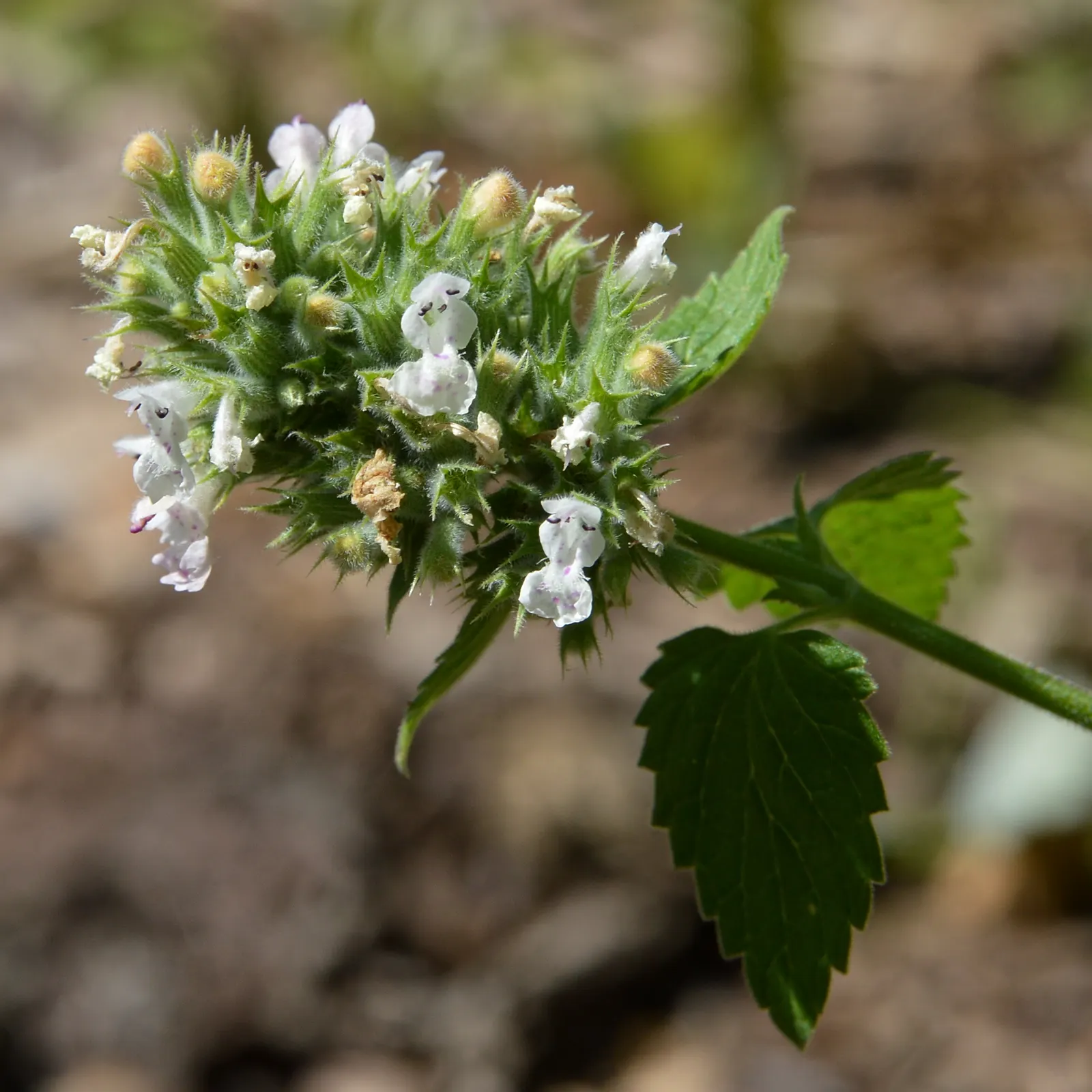 Walker's Low Catmint (Nepeta Racemosa 'Walker's Low') — Nepeta racemosa 'Walker's Low' is an excellent choice for sustainable landscapes