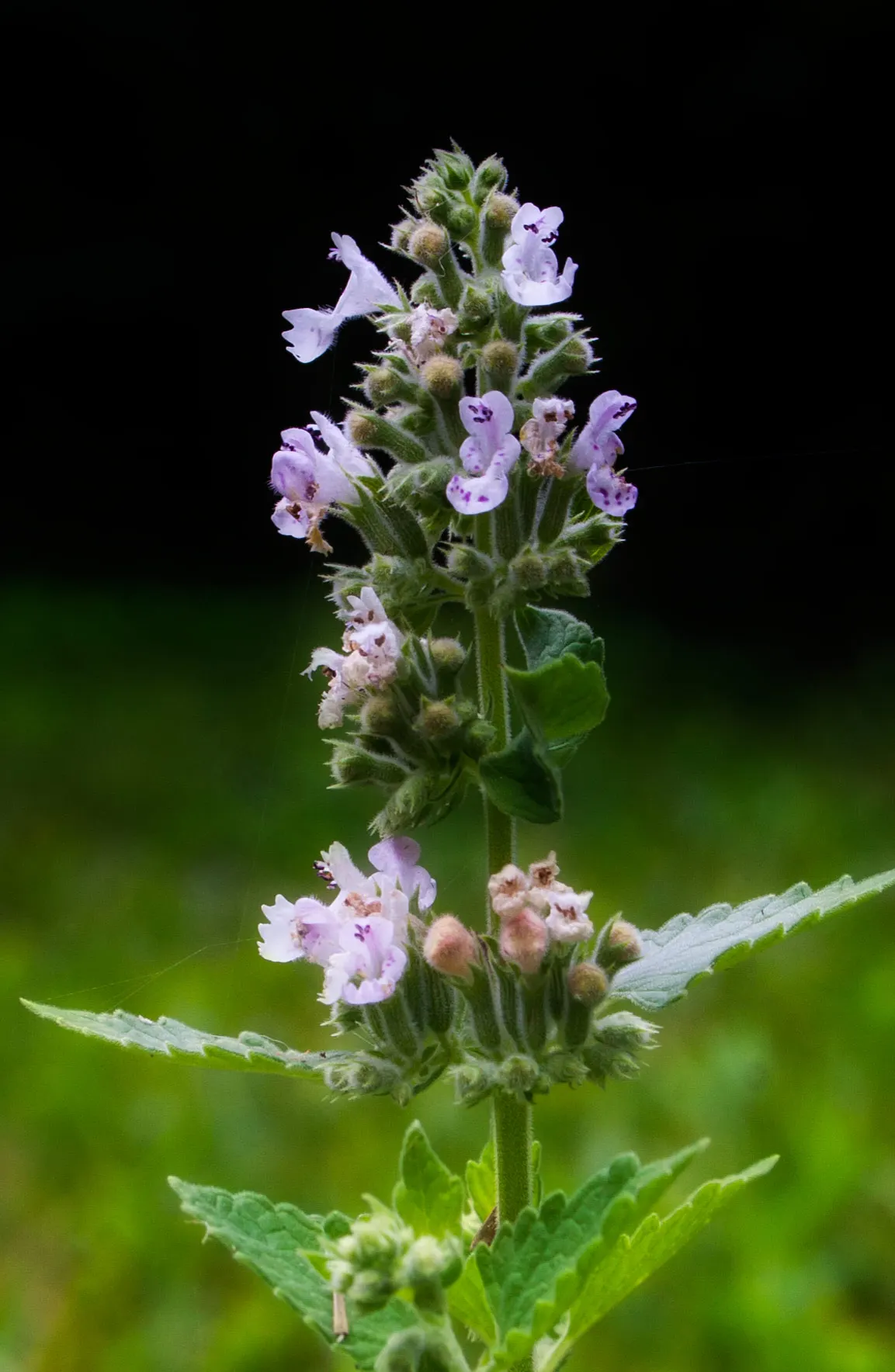 Walker's Low Catmint (Nepeta Racemosa 'Walker's Low') — which remains robust and generous in its spread