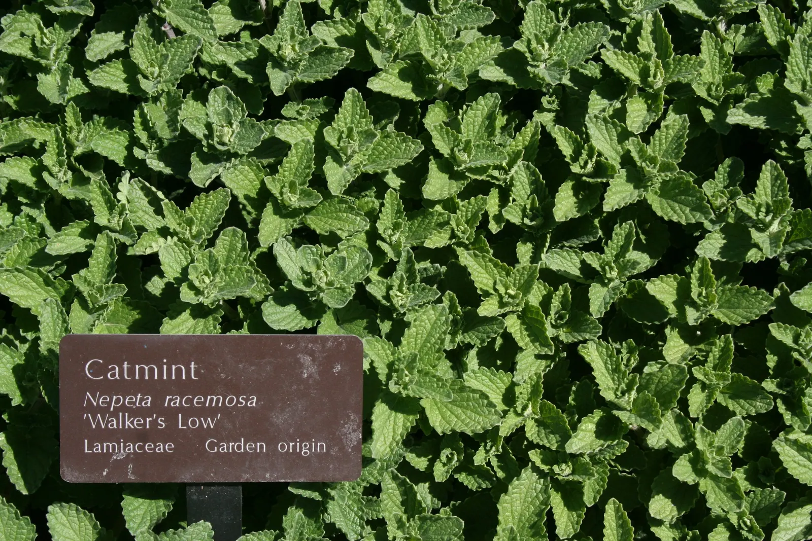 Walker's Low Catmint (Nepeta Racemosa 'Walker's Low') — and seldom bothered by pests or diseases