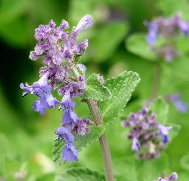 Walker's Low Catmint (Nepeta Racemosa 'Walker's Low') — forming a mounded clump of aromatic; drought-tolerant once established, it reaches 18-30 inches in