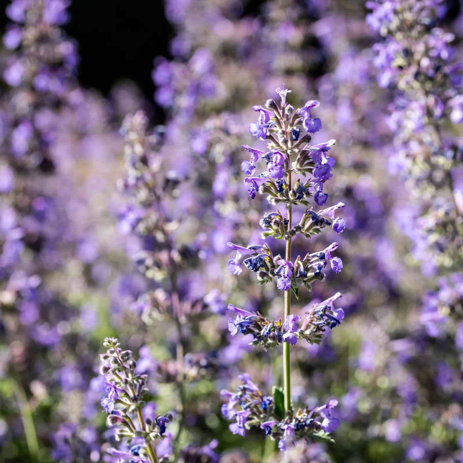 Walker's Low Catmint (Nepeta Racemosa 'Walker's Low') — Drought-tolerant once established, it reaches 18-30 inches in height and 18-24 inches in spread; which