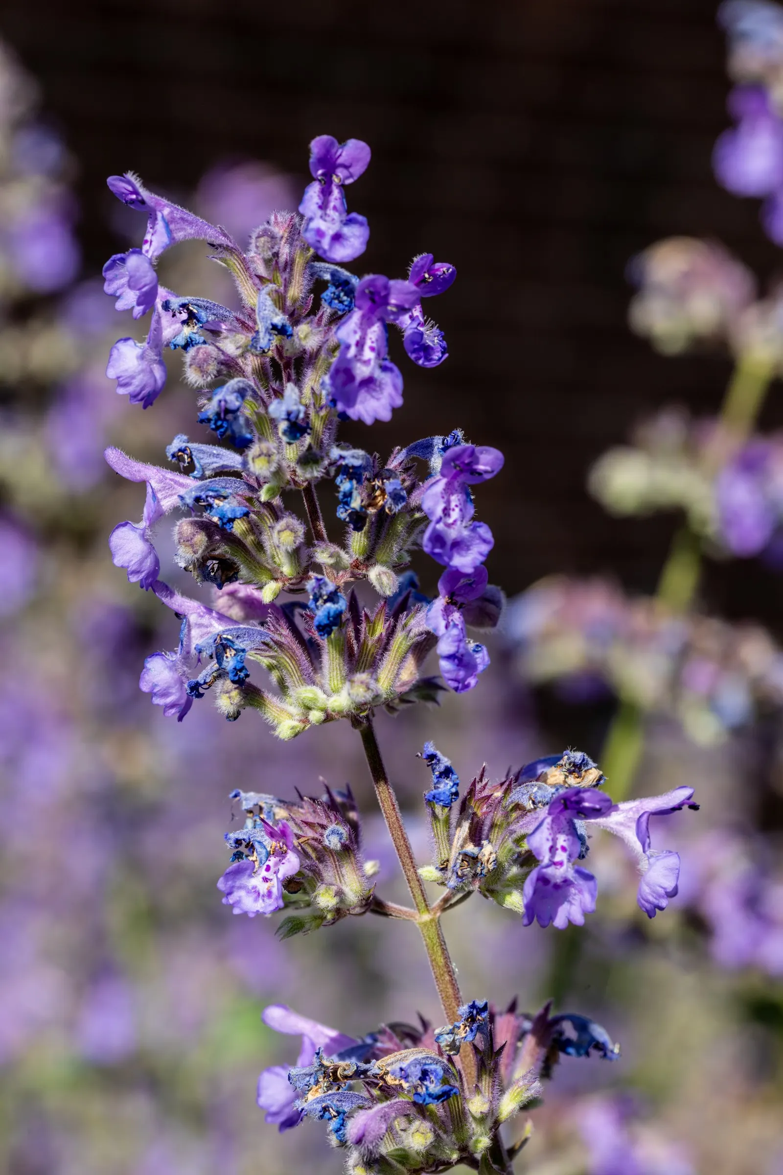 Walker's Low Catmint (Nepeta Racemosa 'Walker's Low') — Hardy in zones 3-8, it thrives in full sun to part shade and well-drained soil